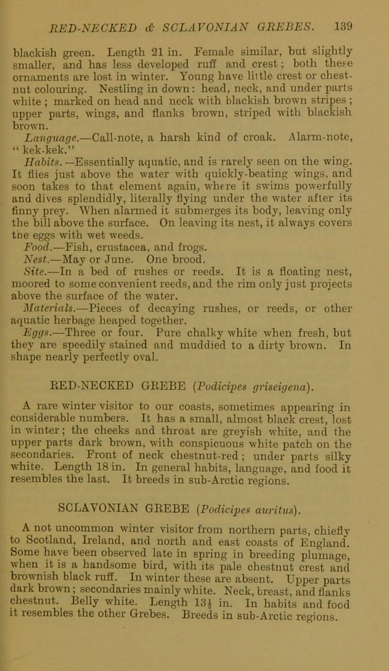 blackish green. Length 21 in. Female similar, but slightly smaller, and has less developed ruff and crest; both these ornaments are lost in winter. Young have little crest or chest- nut colouring. Nestling in down : head, neck, nnd under parts white ; marked on head and neck with blackish brown stripes ; upper parts, wings, and flanks brown, striped with blackish brown. Language.—Call-note, a harsh kind of croak. Alarm-note, “ kek-kek.” Habits. —Essentially aquatic, and is rarely seen on the wing. It flies just above the water with quickly-beating wings, and soon takes to that element again, where it swims powerfully and dives splendidly, literally flying under the water after its finny prey. When alarmed it submerges its body, leaving only the bill above the surface. On leaving its nest, it always covers the eggs with wet weeds. Food.—Fish, Crustacea, and frogs. Nest.—May or June. One brood. Site.—In a bed of rushes or reeds. It is a floating nest, moored to some convenient reeds, and the rim only just projects above the surface of the water. Materials.—Pieces of decaying rushes, or reeds, or other aquatic herbage heaped together. Eggs.—Three or four. Pure chalky white when fresh, but they are speedily stained and muddied to a dirty brown. In shape nearly perfectly oval. RED-NECKED GREBE (Podicipes griseigena). A rare winter visitor to our coasts, sometimes appearing in considerable numbers. It has a small, almost black crest, lost in winter; the cheeks and throat are greyish white, and the upper parts dark brown, with conspicuous white patch on the secondaries. Front of neck chestnut-red; under parts silky white. Length 18 in. In general habits, language, and food it resembles the last. It breeds in sub-Arctic regions. SCLAVONIAN GREBE (Podicipes auritus). A not uncommon winter visitor from northern parts, chiefly to Scotland, Ireland, and north and east coasts of England. Some have been observed late in spring in breeding plumage, vvhen it is a handsome bird, with its pale chestnut crest and brownish black ruff. In winter these are absent. Upper parts dark brown; secondaries mainly white. Neck, breast, and flanks chestnut. Belly white. Length 13$ in. In habits and food it resembles the other Grebes. Breeds in sub-Arctic regions.