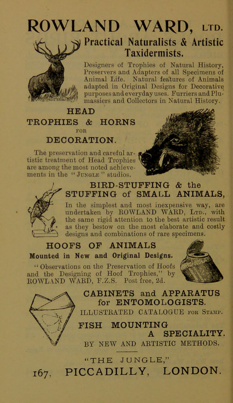 ROWLAND WARD, ltd. Practical Naturalists & Artistic Taxidermists. Designers of Trophies of Natural History, Preservers and Adapters of all Specimens of Animal Life. Natural features of Animals adapted in Original Designs for Decorative purposes and everyday uses. Furriers and Plu- massiers and Collectors in Natural History. HEAD TROPHIES & HORNS FOR DECORATION. The preservation and careful ar- tistic treatment of Head Trophies are among the most noted achieve- ments in the “ Jungle ” studios. BIRD-STUFFING & the STUFFING of SMALL ANIMALS, In the simplest and most inexpensive way, are undertaken by ROWLAND WARD, Ltd., with the same rigid attention to the best artistic result as they bestow on the most elaborate and costly designs and combinations of rare specimens. HOOFS OF ANIMALS Mounted in New and Original Designs. “ Observations on the Preservation of Hoofs and the Designing of Hoof Trophies,” by ROWLAND WARD, F.Z.S. Post free, 2d. CABINETS and APPARATUS for ENTOMOLOGISTS. ILLUSTRATED CATALOGUE for Stamp. FISH MOUNTING A SPECIALITY. BY NEW AND ARTISTIC METHODS. “THE JUNGLE,” 167, PICCADILLY, LONDON.