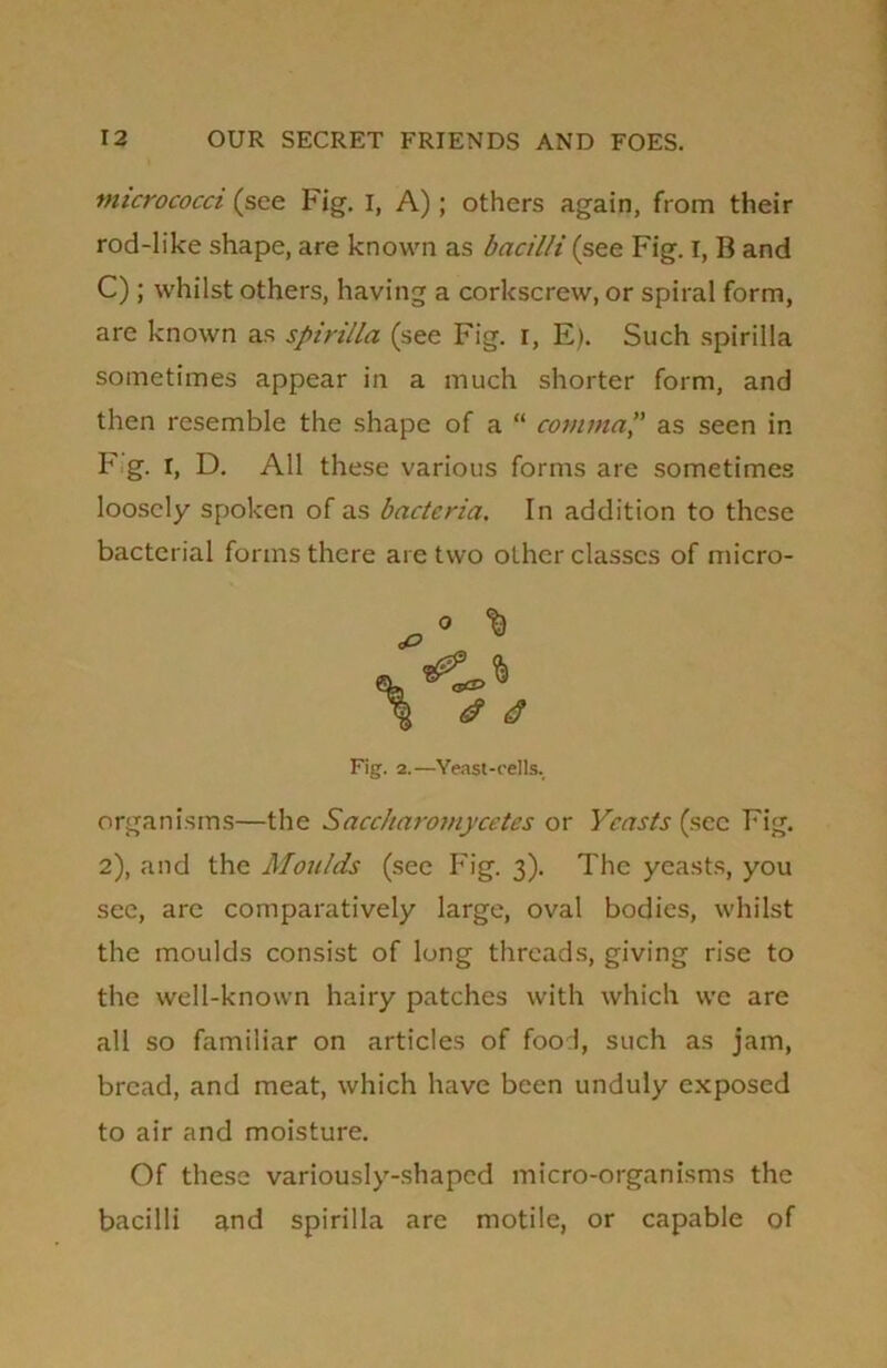 micrococci (see Fig. I, A); others again, from their rod-like shape, are known as bacilli (see Fig. I, B and C); whilst others, having a corkscrew, or spiral form, are known as spirilla (see Fig. r, E). Such spirilla sometimes appear in a much shorter form, and then resemble the shape of a “ comma*' as seen in Fig. r, D. All these various forms are sometimes loosely spoken of as bacteria. In addition to these bacterial forms there are two other classes of micro- organisms—the Sacc/taromycetes or Yeasts (sec Fig. 2), and the Moulds (see Fig. 3). The yeasts, you sec, arc comparatively large, oval bodies, whilst the moulds consist of long threads, giving rise to the well-known hairy patches with which we are all so familiar on articles of food, such as jam, bread, and meat, which have been unduly exposed to air and moisture. Of these variously-shaped micro-organisms the bacilli and spirilla are motile, or capable of 0 Fig. 2.—Yeast-cells.