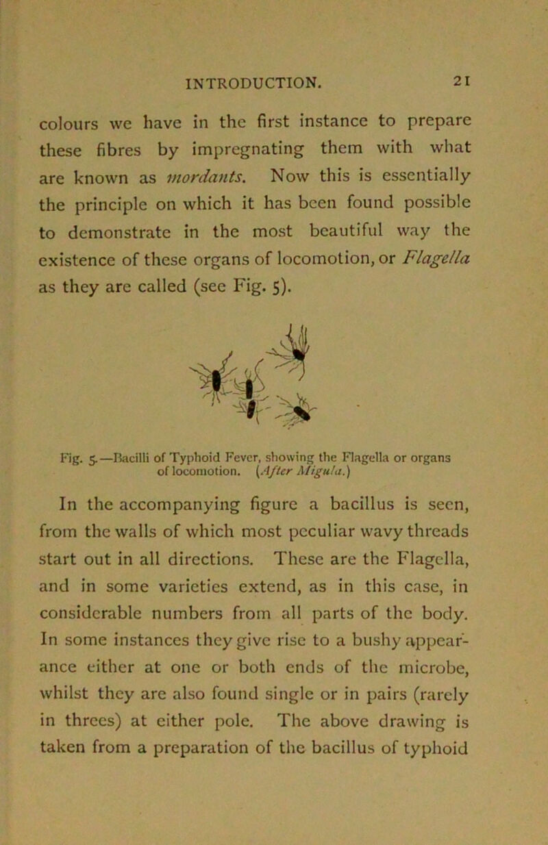 colours we have in the first instance to prepare these fibres by impregnating them with what are known as mordants. Now this is essentially the principle on which it has been found possible to demonstrate in the most beautiful way the existence of these organs of locomotion, or Flagella as they are called (see Fig. 5). Fig. 5.—Bacilli of Typhoid Fever, showing the Flagella or organs of locomotion. (After Migula.) In the accompanying figure a bacillus is seen, from the walls of which most peculiar wavy threads start out in all directions. These are the Flagella, and in some varieties extend, as in this case, in considerable numbers from all parts of the body. In some instances they give rise to a bushy appear- ance either at one or both ends of the microbe, whilst they are also found single or in pairs (rarely in threes) at either pole. The above drawing is taken from a preparation of the bacillus of typhoid