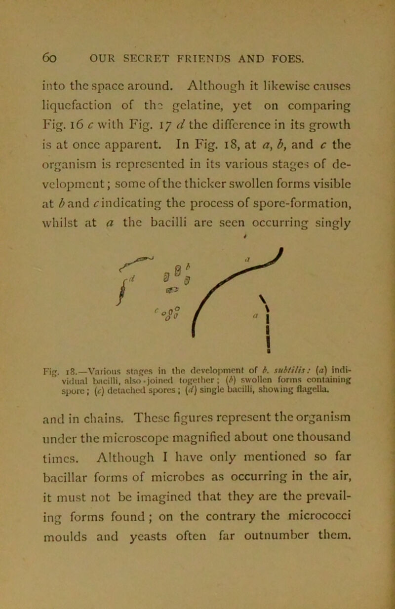 into the space around. Although it likewise causes liquefaction of the gelatine, yet on comparing Fig. 16 c with Fig. 17 d the difference in its growth is at once apparent. In Fig. 18, at a, b, and c the organism is represented in its various stages of de- velopment ; some of the thicker swollen forms visible at /;and vindicating the process of spore-formation, whilst at a the bacilli arc seen occurring singly Fig. 18.—Various stages in the development of b. subtilis: (a) indi- vidual bacilli, also-joined together; (b) swollen forms containing spore; (c) detached spores ; [d) single bacilli, showing flagella. and in chains. These figures represent the organism under the microscope magnified about one thousand times. Although I have only mentioned so far bacillar forms of microbes as occurring in the air, it must not be imagined that they arc the prevail- ing forms found ; on the contrary the micrococci moulds and yeasts often far outnumber them.