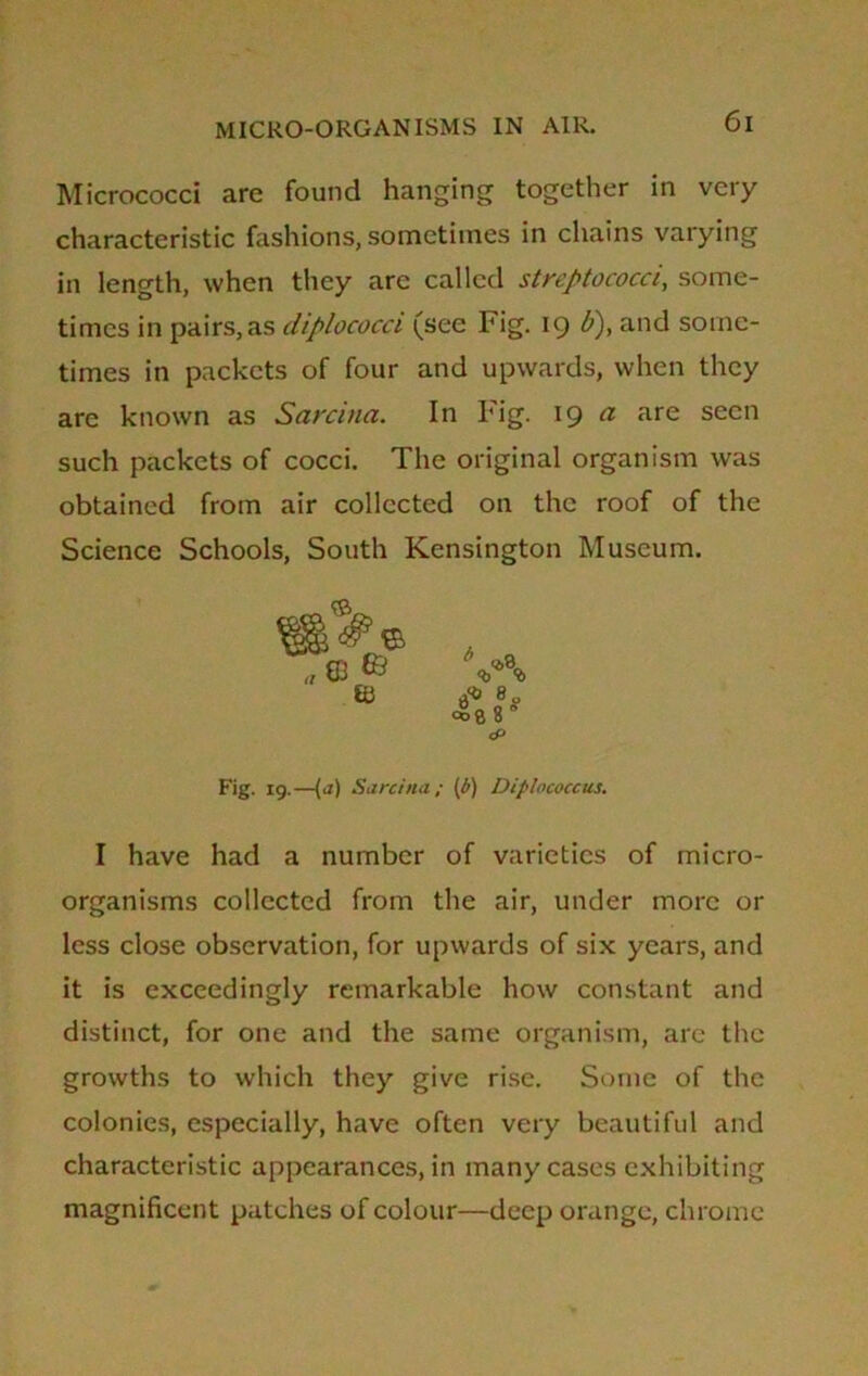 Micrococci are found hanging together in very characteristic fashions, sometimes in chains varying in length, when they are called streptococci, some- times in pairs, as diplococci (see Fig. 19 b), and some- times in packets of four and upwards, when they are known as Sarcina. In Fig. 19 a are seen such packets of cocci. The original organism was obtained from air collected on the roof of the Science Schools, South Kensington Museum. I have had a number of varieties of micro- organisms collected from the air, under more or less close observation, for upwards of six years, and it is exceedingly remarkable how constant and distinct, for one and the same organism, are the growths to which they give rise. Some of the colonies, especially, have often very beautiful and characteristic appearances, in many cases exhibiting magnificent patches of colour—deep orange, chrome Fig. 19.—(a) Sarcina; [b) Diplococcus.