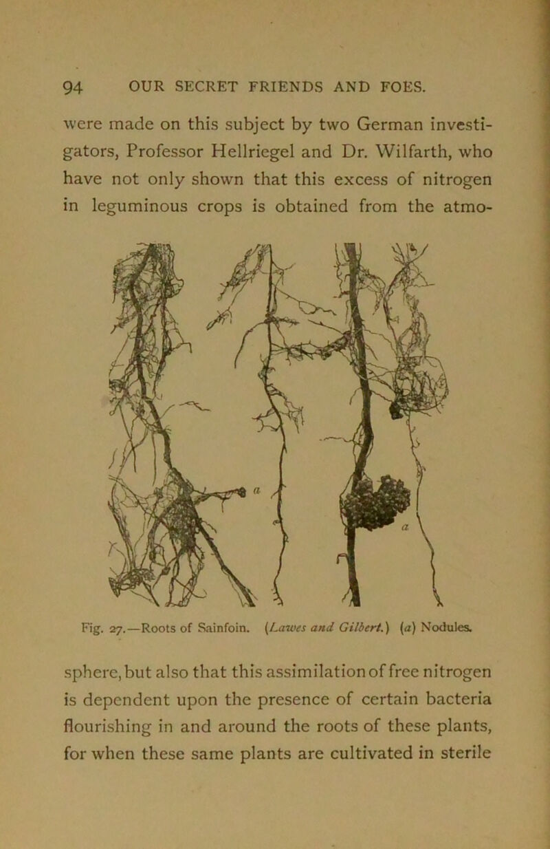 were made on this subject by two German investi- gators, Professor Hellriegel and Dr. Wilfarth, who have not only shown that this excess of nitrogen in leguminous crops is obtained from the atmo- Fig. 27.—Roots of Sainfoin. (Lowes and Gilbert.) (a) Nodules. sphere, but also that this assimilation of free nitrogen is dependent upon the presence of certain bacteria flourishing in and around the roots of these plants, for when these same plants are cultivated in sterile