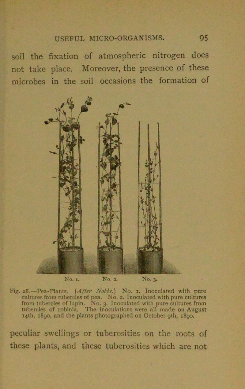 soil the fixation of atmospheric nitrogen does not take place. Moreover, the presence of these microbes in the soil occasions the formation of No. i. No. 2. No. 3. Fig. 28.—Pea-Plants. (After Nobbe.) No. x. Inoculated with pure cultures from tubercles of pea. No. 2. Inoculated with pure cultures from tubercles of lupin. No. 3. Inoculated with pure cultures from tubercles of robinia. The inoculations were all made on August 14th, 1890. and the plants photographed on October 9th, 1890. peculiar swellings or tuberosities on the roots of these plants, and these tuberosities which are not