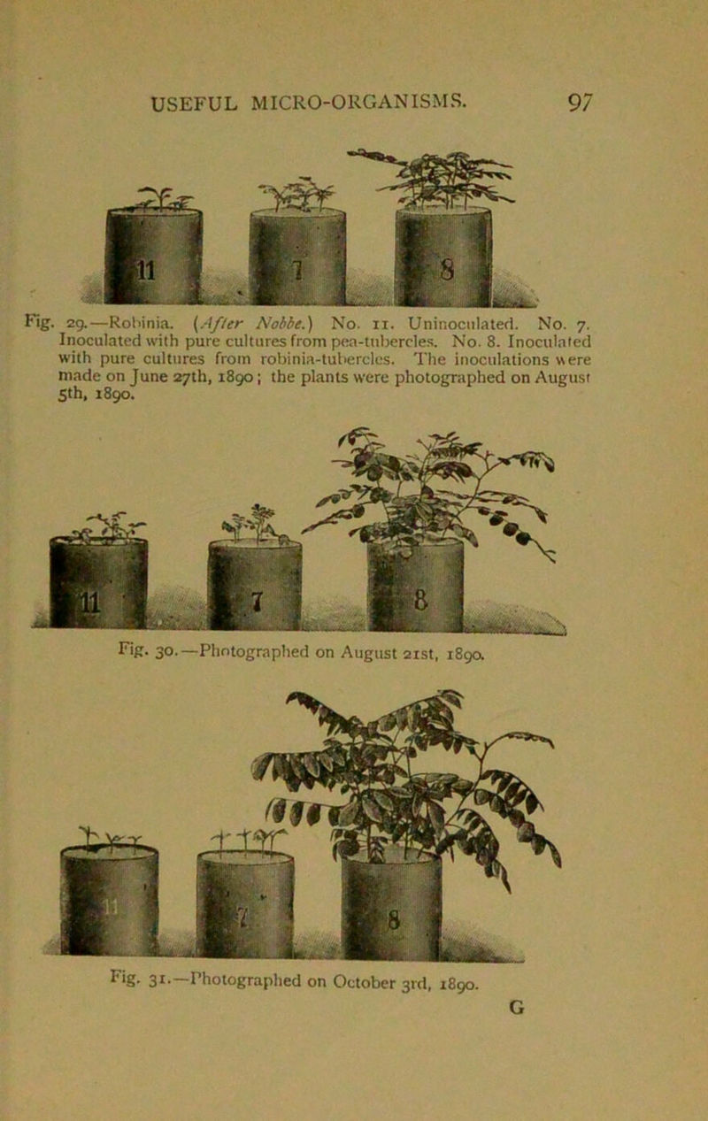 Fig. 29.—Rohinia. {After Nobbe.) No. 11. Uninoculated. No. 7. Inoculated with pure cultures from pea-tubercles. No. 8. Inoculated with pure cultures from robinia-tuberclcs. The inoculations were made on June 27th, 1890; the plants were photographed on August 5th, 1890. Fig. 30.—Photographed on August 21st, 189a