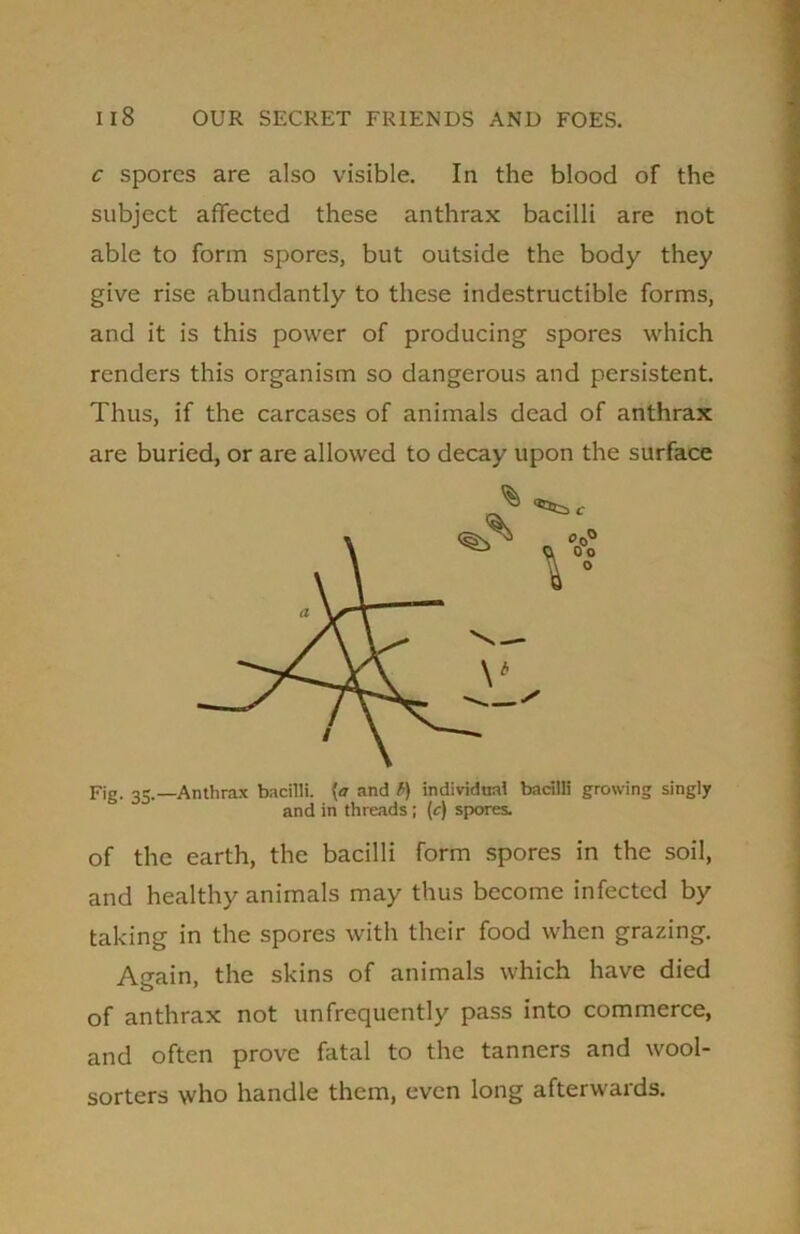 c spores are also visible. In the blood of the subject affected these anthrax bacilli are not able to form spores, but outside the body they give rise abundantly to these indestructible forms, and it is this power of producing spores which renders this organism so dangerous and persistent. Thus, if the carcases of animals dead of anthrax are buried, or are allowed to decay upon the surface Fig. 35.—Anthrax bacilli, [a and b) individual bacilli growing singly and in threads ; (c) spores. of the earth, the bacilli form spores in the soil, and healthy animals may thus become infected by taking in the spores with their food when grazing. Again, the skins of animals which have died of anthrax not unfrequently pass into commerce, and often prove fatal to the tanners and wool- sorters who handle them, even long afterwards.