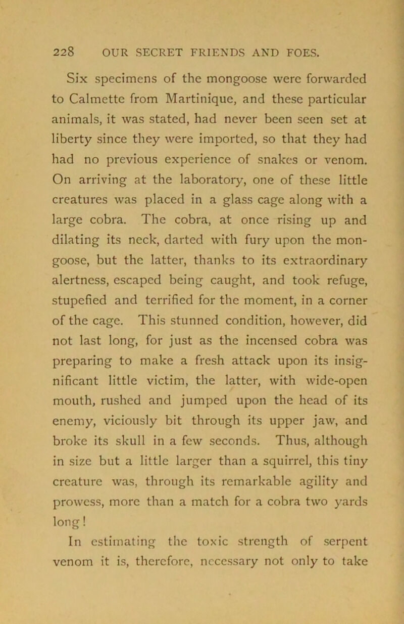 Six specimens of the mongoose were forwarded to Calmette from Martinique, and these particular animals, it was stated, had never been seen set at liberty since they were imported, so that they had had no previous experience of snakes or venom. On arriving at the laboratory, one of these little creatures was placed in a glass cage along with a large cobra. The cobra, at once rising up and dilating its neck, darted with fury upon the mon- goose, but the latter, thanks to its extraordinary alertness, escaped being caught, and took refuge, stupefied and terrified for the moment, in a corner of the cage. This stunned condition, however, did not last long, for just as the incensed cobra was preparing to make a fresh attack upon its insig- nificant little victim, the latter, with wide-open mouth, rushed and jumped upon the head of its enemy, viciously bit through its upper jaw, and broke its skull in a few seconds. Thus, although in size but a little larger than a squirrel, this tiny creature was, through its remarkable agility and prowess, more than a match for a cobra two yards long! In estimating the toxic strength of serpent venom it is, therefore, necessary not only to take
