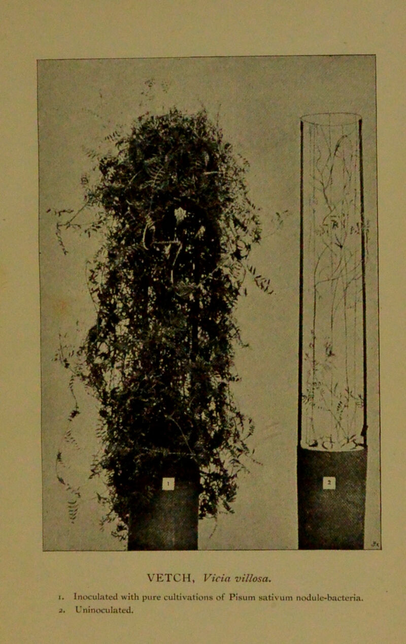r/r VETCH, Vida villosa. i. Inoculated with pure cultivations of Pisum sativum nodule-bacteria. i. Uninoculated.