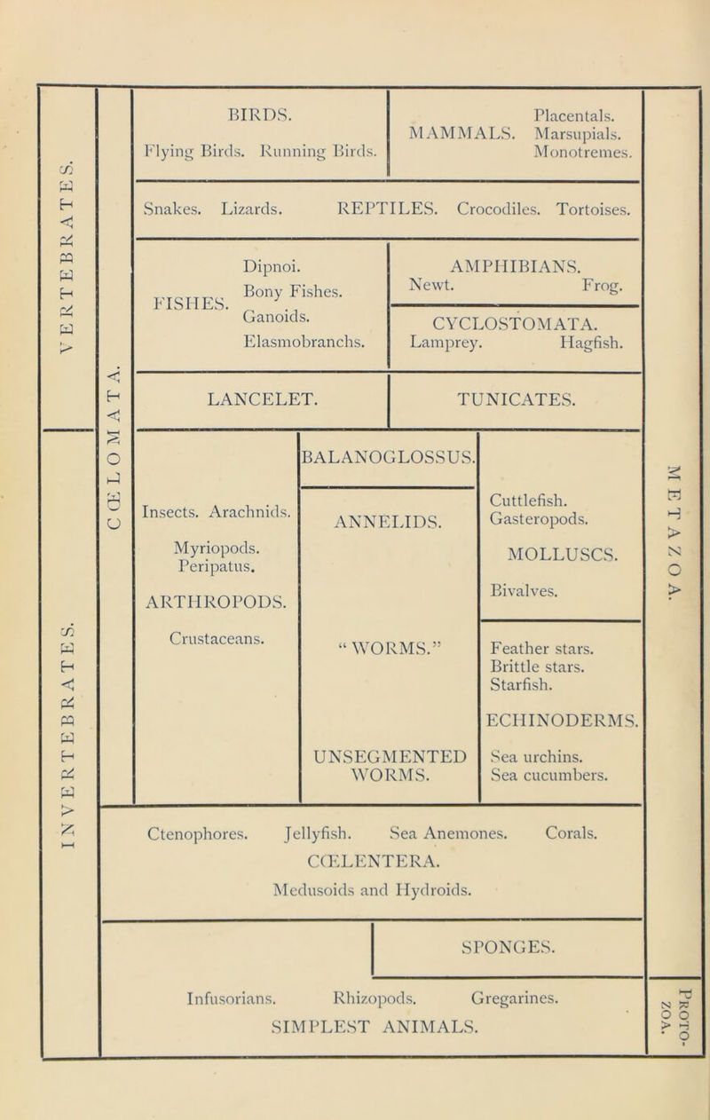INVERTEBRATES. VERTEBRATES. BIRDS. Flying Birds. Running Birds. Placentals. MAMMALS. Marsupials. Monotremes. Snakes. Lizards. REPTILES. Crocodiles. Tortoises. Dipnoi. FISHES. Bony.fSheS' Ganoids. Elasmobranchs. AMPHIBIANS. Newt. Frog. < CYCLOSTOMATA. Lamprey. Hagfish. H < LANCELET. TUNICATES. ' u Insects. Arachnids. ANNELIDS. Cuttlefish. Gasteropods. Myriopods. Peripatus. MOLLUSCS. ARTHROPODS. Bivalves. Crustaceans. “WORMS.” Feather stars. Brittle stars. Starfish. ECHINODERMS. UNSEGMENTED WORMS. Sea urchins. Sea cucumbers. f—^ 3 H > N o > Ctenophores. Jellyfish. .Sea Anemones. Corals. CCELENTERA. Medusoids and Ilydroids. SPONGES. Infusorians. Rhizopods. Gregarines. SIMPLEST ANIMALS. o > Proto-