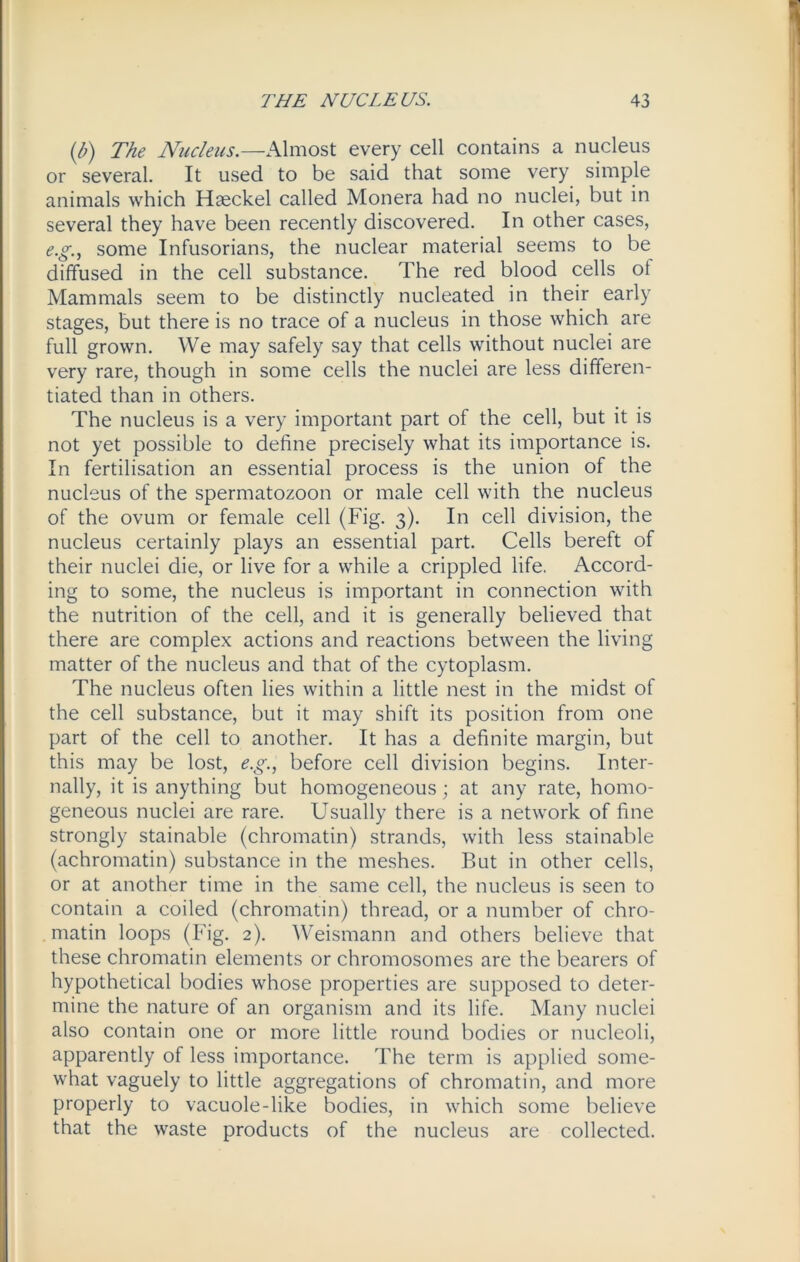 (b) The Nucleus.—Almost every cell contains a nucleus or several. It used to be said that some very simple animals which Haeckel called Monera had no nuclei, but in several they have been recently discovered. In other cases, e.g., some Infusorians, the nuclear material seems to be diffused in the cell substance. The red blood cells ot Mammals seem to be distinctly nucleated in their early stages, but there is no trace of a nucleus in those which are full grown. We may safely say that cells without nuclei are very rare, though in some cells the nuclei are less differen- tiated than in others. The nucleus is a very important part of the cell, but it is not yet possible to define precisely what its importance is. In fertilisation an essential process is the union of the nucleus of the spermatozoon or male cell with the nucleus of the ovum or female cell (Fig. 3). In cell division, the nucleus certainly plays an essential part. Cells bereft of their nuclei die, or live for a while a crippled life. Accord- ing to some, the nucleus is important in connection with the nutrition of the cell, and it is generally believed that there are complex actions and reactions between the living matter of the nucleus and that of the cytoplasm. The nucleus often lies within a little nest in the midst of the cell substance, but it may shift its position from one part of the cell to another. It has a definite margin, but this may be lost, e.g., before cell division begins. Inter- nally, it is anything but homogeneous; at any rate, homo- geneous nuclei are rare. Usually there is a network of fine strongly stainable (chromatin) strands, with less stainable (achromatin) substance in the meshes. But in other cells, or at another time in the same cell, the nucleus is seen to contain a coiled (chromatin) thread, or a number of chro- matin loops (Fig. 2). Weismann and others believe that these chromatin elements or chromosomes are the bearers of hypothetical bodies whose properties are supposed to deter- mine the nature of an organism and its life. Many nuclei also contain one or more little round bodies or nucleoli, apparently of less importance. The term is applied some- what vaguely to little aggregations of chromatin, and more properly to vacuole-like bodies, in which some believe that the waste products of the nucleus are collected.