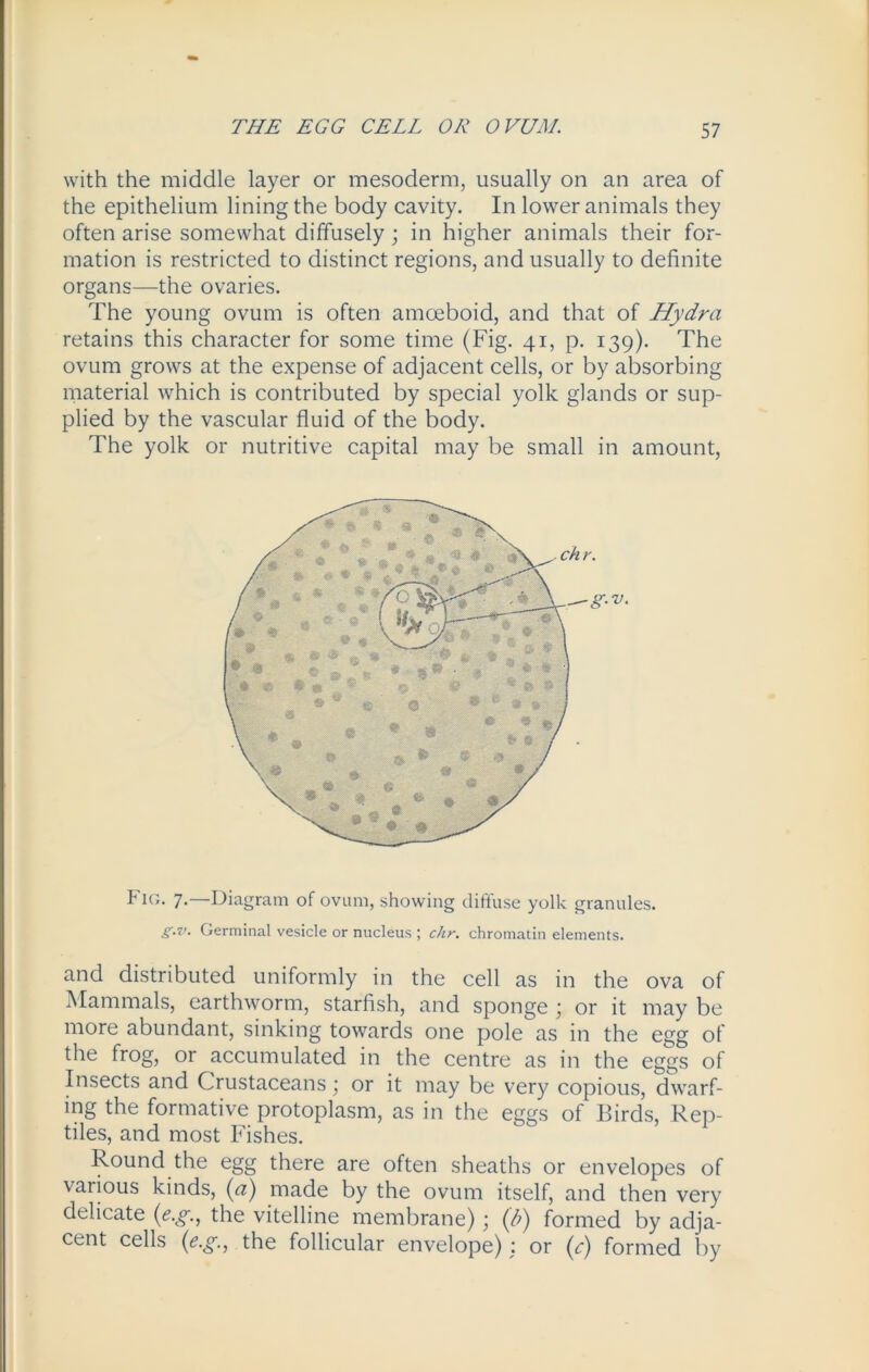 with the middle layer or mesoderm, usually on an area of the epithelium lining the body cavity. In lower animals they often arise somewhat diffusely; in higher animals their for- mation is restricted to distinct regions, and usually to definite organs—the ovaries. The young ovum is often amoeboid, and that of Hydra retains this character for some time (Fig. 41, p. 139). The ovum grows at the expense of adjacent cells, or by absorbing material which is contributed by special yolk glands or sup- plied by the vascular fluid of the body. The yolk or nutritive capital may be small in amount, v. Fig. 7.—Diagram of ovum, showing diffuse yolk granules. g.v. Germinal vesicle or nucleus ; chr. chromatin elements. and distributed uniformly in the cell as in the ova of Mammals, earthworm, starfish, and sponge \ or it may be more abundant, sinking towards one pole as in the egg of the frog, or accumulated in the centre as in the eggs of Insects and Crustaceans \ or it may be very copious, dwarf- ing the formative protoplasm, as in the eggs of Birds, Rep- tiles, and most Fishes. Round the egg there are often sheaths or envelopes of various kinds, (ci) made by the ovum itself, and then very delicate (e.g., the vitelline membrane); (/>) formed by adja- cent cells (e.g., the follicular envelope) : or (^r) formed by