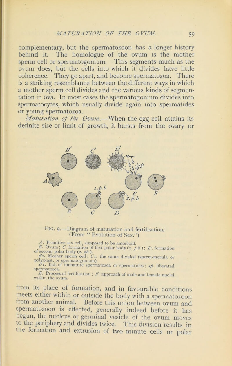 complementary, but the spermatozoon has a longer history behind it. The homologue of the ovum is the mother sperm cell or spermatogonium. This segments much as the ovum does, but the cells into which it divides have little coherence. They go apart, and become spermatozoa. There is a striking resemblance between the different ways in which a mother sperm cell divides and the various kinds of segmen- tation in ova. In most cases the spermatogonium divides into spermatocytes, which usually divide again into spermatides or young spermatozoa. Maturation of the Ovum.—When the egg cell attains its definite size or limit of growth, it bursts from the ovary or Fig. 9.—Diagram of maturation and fertilisation. (From “ Evolution of Sex.”) A. Primitive sex cell, supposed to be amoeboid. B. Ovum ; C. formation of first polar body(i. fi.b.); D. formation of second polar body (2. fib.). Bi. Mother sperm cell; Ci. the same divided (sperm-morula or polyplast, or spermatogonium). Di. Ball of immature spermatozoa or spermatides ; sfi. liberated spermatozoa. E. Process of fertilisation ; F. approach of male and female nuclei within the ovum. irom its place of formation, and in favourable conditions meets either within or outside the body with a spermatozoon from another animal. Before this union between ovum and spermatozoon is effected, generally indeed before it has begun, the nucleus or germinal vesicle of the ovum moves to the periphery and divides twice. This division results in the formation and extrusion of two minute cells or polar