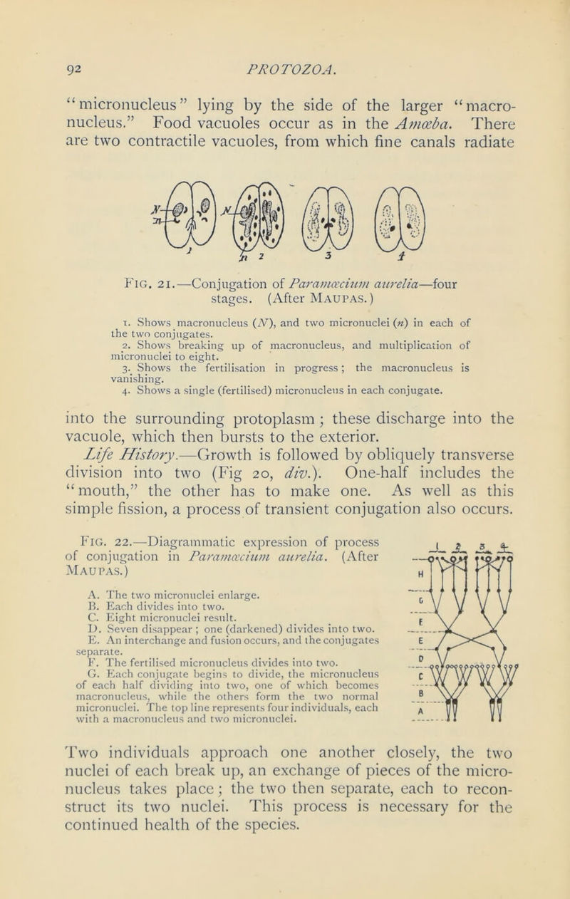 “micronucleus” lying by the side of the larger “macro- nucleus.” Food vacuoles occur as in the Amoeba. There are two contractile vacuoles, from which fine canals radiate Fig. 21.—Conjugation of Parametrium anrelia—four stages. (After Maupas. ) t. Shows macronucleus (N), and two micronuclei («) in each of the two conjugates. 2. Shows breaking up of macronucleus, and multiplication of micronuclei to eight. 3. Shows the fertilisation in progress; the macronucleus is vanishing. 4. Shows a single (fertilised) micronucleus in each conjugate. into the surrounding protoplasm; these discharge into the vacuole, which then bursts to the exterior. Life History.—Growth is followed by obliquely transverse division into two (Fig 20, div.). One-half includes the “ mouth,” the other has to make one. As well as this simple fission, a process of transient conjugation also occurs. Fig. 22.—Diagrammatic expression of process of conjugation in Paramcecium aurelia. (After Mau pas.) A. The two micronuclei enlarge. B. Each divides into two. C. Eight micronuclei result. 1). Seven disappear ; one (darkened) divides into two. E. An interchange and fusion occurs, and the conjugates separate. F. The fertilised micronucleus divides into two. G. Each conjugate begins to divide, the micronucleus of each half dividing into two, one of which becomes macronucleus, while the others form the two normal micronuclei. The top line represents four individuals, each with a macronucleus and two micronuclei. Two individuals approach one another closely, the two nuclei of each break up, an exchange of pieces of the micro- nucleus takes place; the two then separate, each to recon- struct its two nuclei. This process is necessary for the continued health of the species.