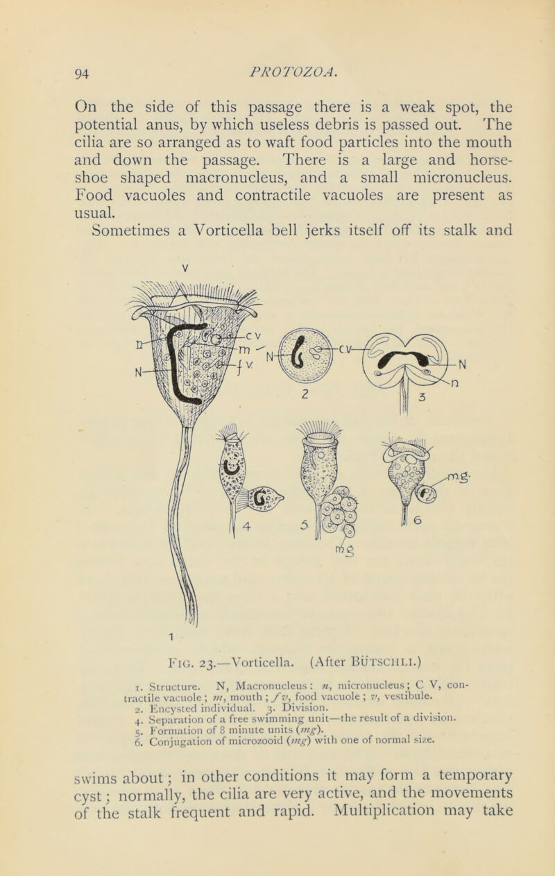 On the side of this passage there is a weak spot, the potential anus, by which useless debris is passed out. The cilia are so arranged as to waft food particles into the mouth and down the passage. There is a large and horse- shoe shaped macronucleus, and a small micronucleus. Food vacuoles and contractile vacuoles are present as usual. Sometimes a Vorticella bell jerks itself off its stalk and Fig. 23.—Vorticella. (After Butschli.) 1. Structure. N, Macronucleus: n, micronucleus; C V, con- tractile vacuole ; m, mouth ; f v, food vacuole ; v, vestibule. 2. Encysted individual. 3. Division. 4. Separation of a free swimming unit—the result of a division. 5. Formation of 8 minute units (mg). 6. Conjugation of microzooid (mg) with one of normal size. swims about; in other conditions it may form a temporary cyst; normally, the cilia are very active, and the movements of the stalk frequent and rapid. Multiplication may take