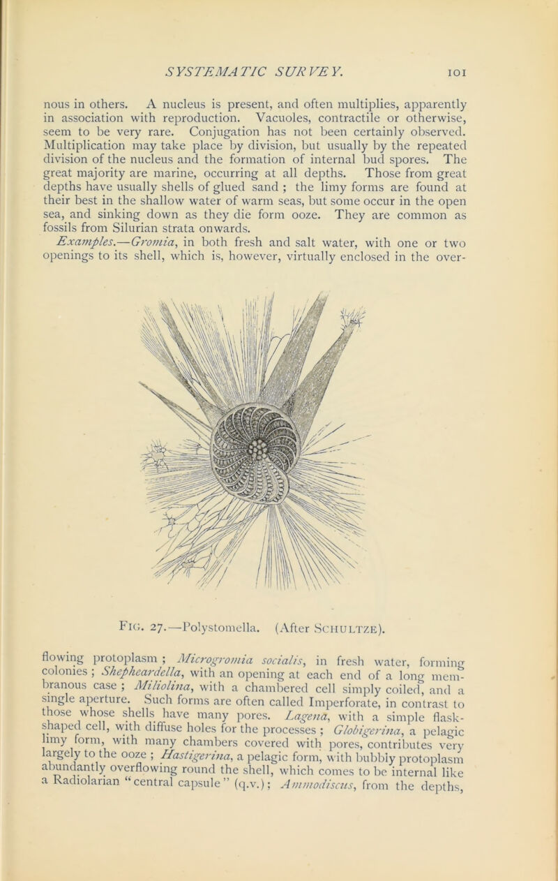 nous in others. A nucleus is present, and often multiplies, apparently in association with reproduction. Vacuoles, contractile or otherwise, seem to be very rare. Conjugation has not been certainly observed. Multiplication may take place by division, but usually by the repeated division of the nucleus and the formation of internal bud spores. The great majority are marine, occurring at all depths. Those from great depths have usually shells of glued sand ; the limy forms are found at their best in the shallow water of warm seas, but some occur in the open sea, and sinking down as they die form ooze. They are common as fossils from Silurian strata onwards. Examples.—Gromia, in both fresh and salt water, with one or two openings to its shell, which is, however, virtually enclosed in the over- Fig. 27.—Polystomella. (After Sci-iultze). flowing protoplasm ; Microgromia social/s, in fresh water, forming colonies ; Shepheardella, with an opening at each end of a long mem branous case ; Miliolma, with a chambered cell simply coiled, and a single aperture. Such forms are often called Imperforate, in contrast to those whose shells have many pores. Lagena, with a simple flask- shaped cell, with diffuse holes for the processes ; Globigerina, a pelagic limy form, with many chambers covered with pores, contributes very argely to the ooze ; Hastigenna, a pelagic form, with bubbly protoplasm abundantly overflowing round the shell, which comes to be internal like a Kadiolarian “central capsule” (q.v.); Ammodiscus, from the depths,