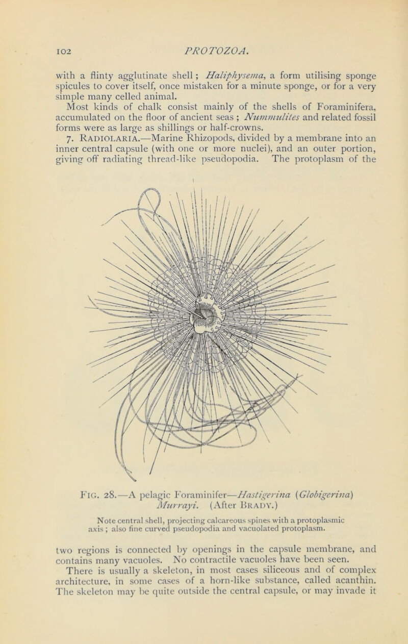 with a flinty agglutinate shell ; Haliphysema, a form utilising sponge spicules to cover itself, once mistaken for a minute sponge, or for a very simple many celled animal. Most kinds of chalk consist mainly of the shells of Foraminifera, accumulated on the floor of ancient seas ; Nummulites and related fossil forms were as large as shillings or half-crowns. 7. Radiolaria.—Marine Rhizopods, divided by a membrane into an inner central capsule (with one or more nuclei), and an outer portion, giving off radiating thread-like pseudopodia. The protoplasm of the Fig. 28.—A pelagic Foraminifer—Hastigerina (Globigerina) Murrayi. (After Brady.) Note central shell, projecting calcareous spines with a protoplasmic axis ; also fine curved pseudopodia and vacuolated protoplasm. two regions is connected by openings in the capsule membrane, and contains many vacuoles. No contractile vacuoles have been seen. There is usually a skeleton, in most cases siliceous and of complex architecture, in some cases of a horn-like substance, called acanthin. The skeleton may be cpiite outside the central capsule, or may invade it