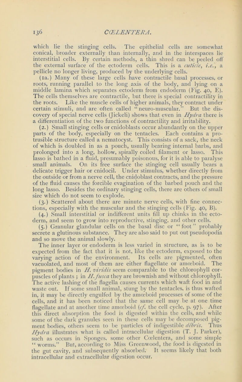 which lie the stinging cells. The epithelial cells are somewhat conical, broader externally than internally, and in the interspaces lie interstitial cells. By certain methods, a thin shred can be peeled off the external surface of the ectoderm cells. This is a cuticle, i.e., a pellicle no longer living, produced by the underlying cells. (ia.) Many of these large cells have contractile basal processes, or roots, running parallel to the long axis of the body, and lying on a middle lamina which separates ectoderm from endoderm (Fig. 40, E). The cells themselves are contractile, but there is special contractility in the roots. Like the muscle cells of higher animals, they contract under certain stimuli, and are often called “ neuro-muscular.” But the dis- covery of special nerve cells (Jickeli) shows that even in Hydra there is a differentiation of the two functions of contractility and irritability. (2.) Small stinging cells or cnidoblasts occur abundantly on the upper parts of the body, especially on the tentacles. Each contains a pro- trusible structure called a nematocyst. This consists of a sack, the neck of which is doubled in as a pouch, usually bearing internal barbs, and prolonged into a long, hollow, spirally coiled filament or lasso. This lasso is bathed in a fluid, presumably poisonous, for it is able to paralyse small animals. On its free surface the stinging cell usually bears a delicate trigger hair or cnidocil. Under stimulus, whether directly from the outside or from a nerve cell, the cnidoblast contracts, and the pressure of the fluid causes the forcible evagination of the barbed pouch and the long lasso. Besides the ordinary stinging cells, there are others of small size which do not seem to explode. (3.) Scattered about there are minute nerve cells, with fine connec- tions, especially with the muscular and the stinging cells (Eig. 40, B). (4.) Small interstitial or indifferent units fill up chinks in the ecto- derm, and seem to grow into reproductive, stinging, and other cells. (5.) Granular glandular cells on the basal disc or “foot” probably secrete a glutinous substance. They are also said to put out pseudopodia and so move the animal slowly. The inner layer or endoderm is less varied in structure, as is to be expected from the fact that it is not, like the ectoderm, exposed to the varying action of the environment. Its cells are pigmented, often vacuolated, and most of them are either flagellate or amoeboid. The pigment bodies in H. viridis seem comparable to the chlorophyll cor- puscles of plants ; in H.fusca they are brownish and without chlorophyll. The active lashing of the flagella causes currents which waft food in and waste out. If some small animal, stung by the tentacles, is thus wafted in, it may be directly engulfed by the amoeboid processes of some of the cells, and it has been noticed that the same cell may be at one time flagellate and at another time amoeboid (cf the cell cycle, p. 97). After this direct absorption the food is digested within the cells, and while some of the dark granules seen in these cells may be decomposed pig- ment bodies, others seem to be particles of indigestible debris. Thus Hydra illustrates what is called intracellular digestion (T. J. Parker), such as occurs in Sponges, some other Ccelentera, and some simple “ worms.” But, according to Miss Greenwood, the food is digested in the gut cavity, and subsequently absorbed. It seems likely that both intracellular and extracellular digestion occur.
