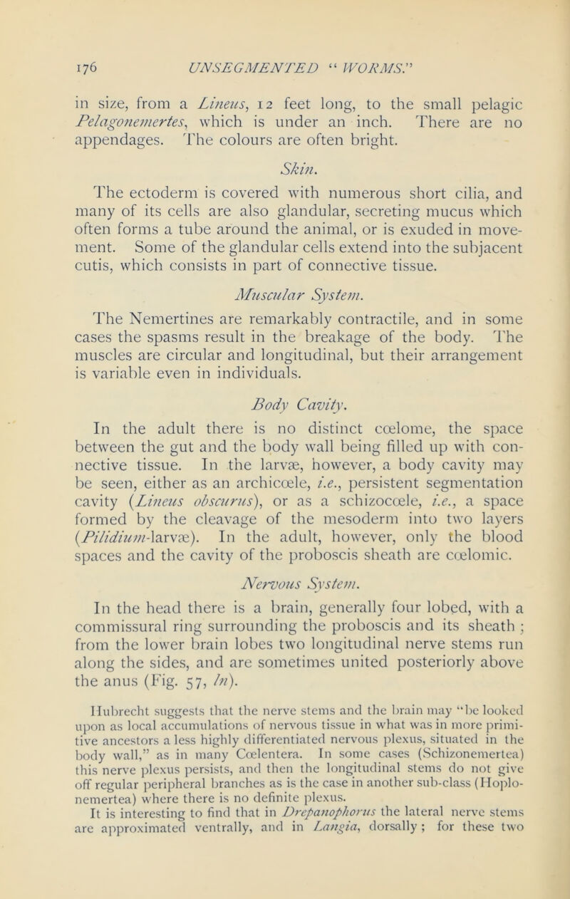in size, from a Linens, 12 feet long, to the small pelagic Pelagonemertes, which is under an inch. There are no appendages. The colours are often bright. Skin. The ectoderm is covered with numerous short cilia, and many of its cells are also glandular, secreting mucus which often forms a tube around the animal, or is exuded in move- ment. Some of the glandular cells extend into the subjacent cutis, which consists in part of connective tissue. Muscular System. The Nemertines are remarkably contractile, and in some cases the spasms result in the breakage of the body. The muscles are circular and longitudinal, but their arrangement is variable even in individuals. Body Cavity. In the adult there is no distinct coelome, the space between the gut and the body wall being filled up with con- nective tissue. In the larvae, however, a body cavity may be seen, either as an archicoele, i.e., persistent segmentation cavity (Linens obscurus), or as a schizocoele, i.e., a space formed by the cleavage of the mesoderm into two layers {Pilidium-larvae). In the adult, however, only the blood spaces and the cavity of the proboscis sheath are coelomic. Nervous System. In the head there is a brain, generally four lobed, with a commissural ring surrounding the proboscis and its sheath ; from the lower brain lobes two longitudinal nerve stems run along the sides, and are sometimes united posteriorly above the anus (Fig. 57, ///). Hubrecht suggests that the nerve stems and the brain may be looked upon as local accumulations of nervous tissue in what was in more primi- tive ancestors a less highly differentiated nervous plexus, situated in the body wall,” as in many Coelentera. In some cases (Schizonemertea) this nerve plexus persists, and then the longitudinal stems do not give off regular peripheral branches as is the case in another sub-class (Hoplo- nemertea) where there is no definite plexus. It is interesting to find that in Drepanophonis the lateral nerve stems are approximated ventrally, and in Langia, dorsally ; for these two
