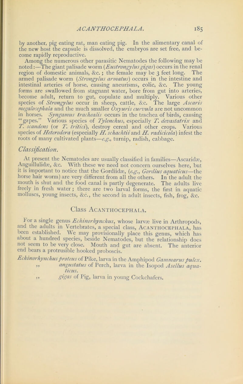 by another, pig eating rat, man eating pig. In the alimentary canal of the new host the capsule is dissolved, the embryos are set free, and be- come rapidly reproductive. Among the numerous other parasitic Nematodes the following may be noted:—The giant palisade worm (Eustrongylusgigas) occurs in the renal region of domestic animals, &c. ; the female may be 3 feet long. The armed palisade worm (Strongylus armatus) occurs in the intestine and intestinal arteries of horse, causing aneurisms, colic, &c. The young forms are swallowed from stagnant water, bore from gut into arteries, become adult, return to gut, copulate and multiply. Various other species of Strongylus occur in sheep, cattle, Sec. The large Ascaris megalocephala and the much smaller Oxyuris curvula are not uncommon in horses. Syngamus trachealis occurs in the trachea of birds, causing “gapes.” Various species of Tylenchus, especially T. devastatrix and T. scaudens (or 7'. tritici), destroy cereal and other crops. Various species of Heterodera (especially H. schachtii and H. radicicola) infest the roots of many cultivated plants—eg., turnip, radish, cabbage. Classification. At present the Nematodes are usually classified in families—Ascaridae, Anguillulidae, Sec. With these we need not concern ourselves here, but it is important to notice that the Gordiidae, (e.g., Gordius aquaticus—the horse hair worm) are very different from all the others. In the adult the mouth is shut and the food canal is partly degenerate. The adults live freely in fresh water; there are two larval forms, the first in aquatic molluscs, young insects, Sec., the second in adult insects, fish, frog, Sec. Class Acanthocephala. for a single genus Echinorhynckus, whose larvae live in Arthropods, and the adults in Vertebrates, a special class, Acanthocephala, has been established. We may provisionally place this genus, which has about a hundred species, beside Nematodes, but the relationship does not seem to be very close. Mouth and gut are absent. The anterior end bears a protrusible hooked proboscis. Echinorhynckusproteus of Pike, larva in the Amphipod Gammaruspulex. j> cingustatus of Perch, larva in the Isopod Asellus aqua- ticus. ,, gfias of Pig, larva in young Cockchafers.