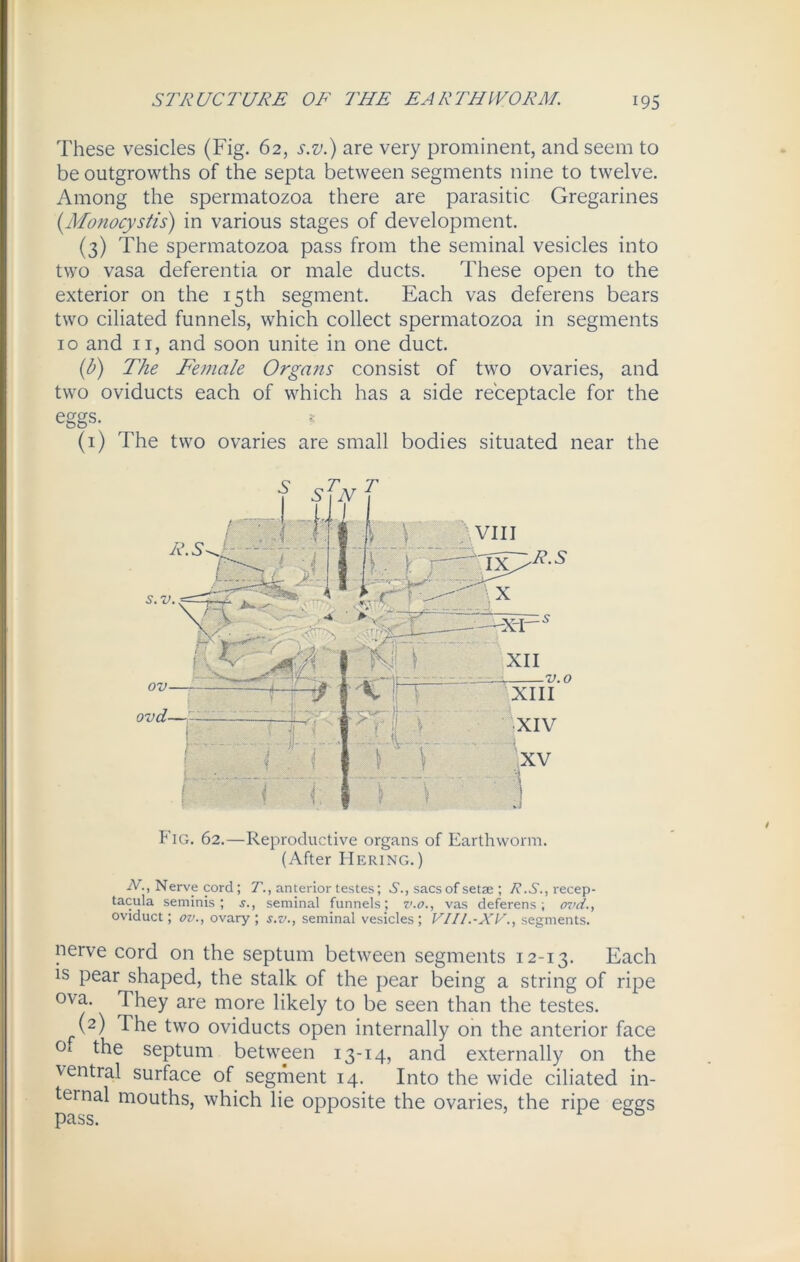 These vesicles (Fig. 62, s.v.) are very prominent, and seem to be outgrowths of the septa between segments nine to twelve. Among the spermatozoa there are parasitic Gregarines (Monocystis) in various stages of development. (3) The spermatozoa pass from the seminal vesicles into two vasa deferentia or male ducts. These open to the exterior on the 15th segment. Each vas deferens bears two ciliated funnels, which collect spermatozoa in segments 10 and 11, and soon unite in one duct. (b) The Female Organs consist of two ovaries, and two oviducts each of which has a side receptacle for the eggs. (1) The two ovaries are small bodies situated near the Fig. 62.—Reproductive organs of Earthworm. (After Hering.) iV., Nervp cord ; T., anterior testes; S., sacs of setae ; R.S., recep- tacula seminis; s., seminal funnels; v.o., vas deferens; ovd., oviduct; ov., ovary; s.v., seminal vesicles; VI11 .-XV., segments. nerve cord on the septum between segments 12-13. Each is pear shaped, the stalk of the pear being a string of ripe ova. They are more likely to be seen than the testes. f(2) The two oviducts open internally on the anterior face 0 septum between 13-14, and externally on the ventral surface of segment 14. Into the wide ciliated in- ternal mouths, which lie opposite the ovaries, the ripe eggs pass.