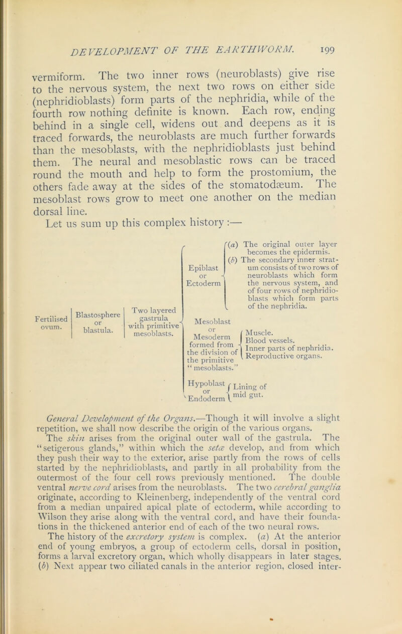 vermiform. The two inner rows (neuroblasts) give rise to the nervous system, the next two rows on either side (nephridioblasts) form parts of the nephridia, while of the fourth row nothing definite is known. Each row, ending behind in a single cell, widens out and deepens as it is traced forwards, the neuroblasts are much further forwards than the mesoblasts, with the nephridioblasts just behind them. The neural and mesoblastic rows can be traced round the mouth and help to form the prostomium, the others fade away at the sides of the stomatodaeum. The mesoblast rows grow to meet one another on the median dorsal line. Let us sum up this complex history :— Fertilised ovum. Blastosphere or blastula. r Two layered gastrula with primitive ' mesoblasts. Epiblast or Ectoderm '(a) The original outer layer becomes the epidermis. (/)) The secondary inner strat- um consists of two rows of - neuroblasts which form the nervous system, and of four rows of nephridio- blasts which form parts „ of the nephridia. Mesoblast or Mesoderm formed from the division of | the primitive “ mesoblasts.” Muscle. Blood vessels. Inner parts of nephridia. Reproductive organs. Hypoblast , L;ning of v Endoderm\m^ General Development of the Organs.—Though it will involve a slight repetition, we shall now describe the origin of the various organs. The skill arises from the original outer wall of the gastrula. The “setigerous glands,” within which the setce develop, and from which they push their way to the exterior, arise partly from the rows of cells started by the nephridioblasts, and partly in all probability from the outermost of the four cell rows previously mentioned. The double ventral nerve cord arises from the neuroblasts. The two cerebral ganglia originate, according to Kleinenbcrg, independently of the ventral cord from a median unpaired apical plate of ectoderm, while according to Wilson they arise along with the ventral cord, and have their founda- tions in the thickened anterior end of each of the two neural rows. The history of the excretory system is complex, (a) At the anterior end of young embryos, a group of ectoderm cells, dorsal in position, forms a larval excretory organ, which wholly disappears in later stages. (b) Next appear two ciliated canals in the anterior region, closed inter-