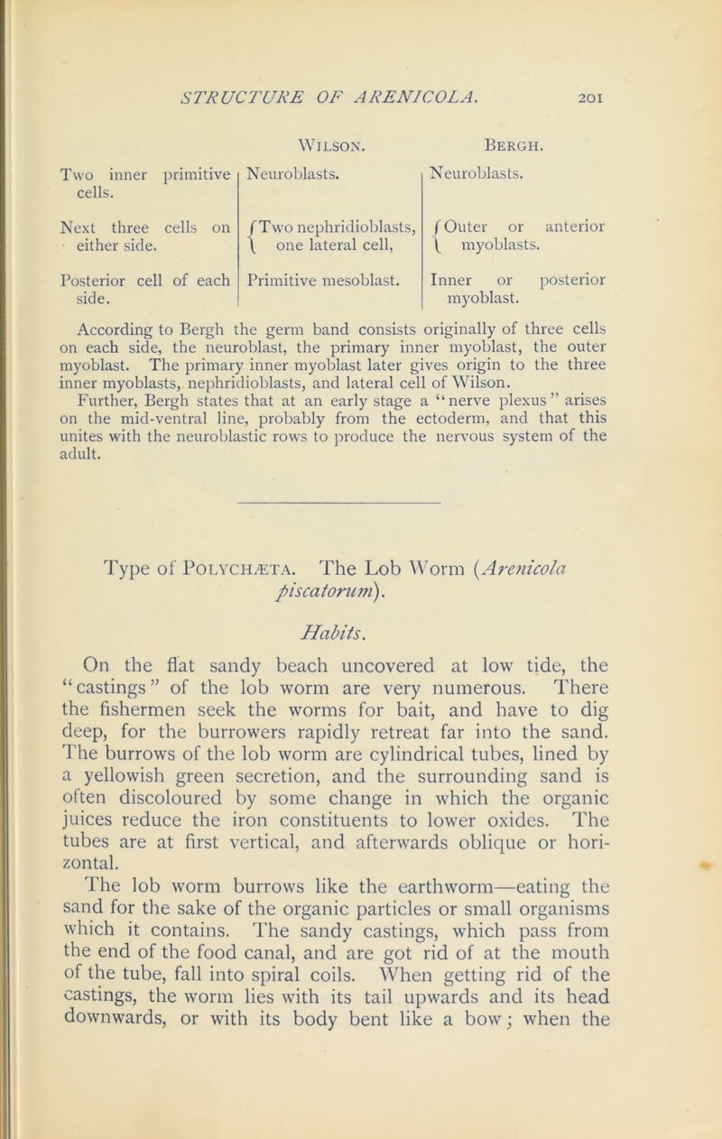 Wilson. Bergh. Two inner primitive cells. Next three cells on either side. Posterior cell of each side. Neuroblasts. (Two nephridioblasts, \ one lateral cell, Primitive mesoblast. Neuro blasts. f Outer or anterior f myoblasts. Inner or posterior myoblast. According to Bergh the germ band consists originally of three cells on each side, the neuroblast, the primary inner myoblast, the outer myoblast. The primary inner myoblast later gives origin to the three inner myoblasts, nephridioblasts, and lateral cell of Wilson. Further, Bergh states that at an early stage a “nerve plexus” arises on the mid-ventral line, probably from the ectoderm, and that this unites with the neuroblastic rows to produce the nervous system of the adult. Type of PoLYCHiETA. The Lob Worm (.Arenicola piscatorum). Habits. On the flat sandy beach uncovered at low tide, the “ castings ” of the lob worm are very numerous. There the fishermen seek the worms for bait, and have to dig deep, for the burrowers rapidly retreat far into the sand. The burrows of the lob worm are cylindrical tubes, lined by a yellowish green secretion, and the surrounding sand is often discoloured by some change in which the organic juices reduce the iron constituents to lower oxides. The tubes are at first vertical, and afterwards oblique or hori- zontal. The lob worm burrows like the earthworm—eating the sand for the sake of the organic particles or small organisms which it contains. The sandy castings, which pass from the end of the food canal, and are got rid of at the mouth of the tube, fall into spiral coils. When getting rid of the castings, the worm lies with its tail upwards and its head downwards, or with its body bent like a bow; when the