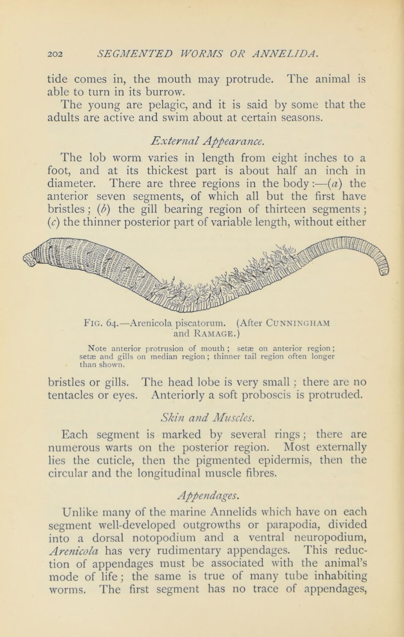 tide comes in, the mouth may protrude. The animal is able to turn in its burrow. The young are pelagic, and it is said by some that the adults are active and swim about at certain seasons. External Appearance. The lob worm varies in length from eight inches to a foot, and at its thickest part is about half an inch in diameter. There are three regions in the body:—(a) the anterior seven segments, of which all but the first have bristles; (b) the gill bearing region of thirteen segments ; (<c) the thinner posterior part of variable length, without either Note anterior protrusion of mouth ; setae on anterior region; setae and gills on median region; thinner tail region often longer than shown. bristles or gills. The head lobe is very small; there are no tentacles or eyes. Anteriorly a soft proboscis is protruded. Skin a?id Muscles. Each segment is marked by several rings; there are numerous warts on the posterior region. Most externally lies the cuticle, then the pigmented epidermis, then the circular and the longitudinal muscle fibres. Appendages. Unlike many of the marine Annelids which have on each segment well-developed outgrowths or parapodia, divided into a dorsal notopodium and a ventral neuropodium, Arenicola has very rudimentary appendages. This reduc- tion of appendages must be associated with the animal’s mode of life; the same is true of many tube inhabiting worms. The first segment has no trace of appendages,