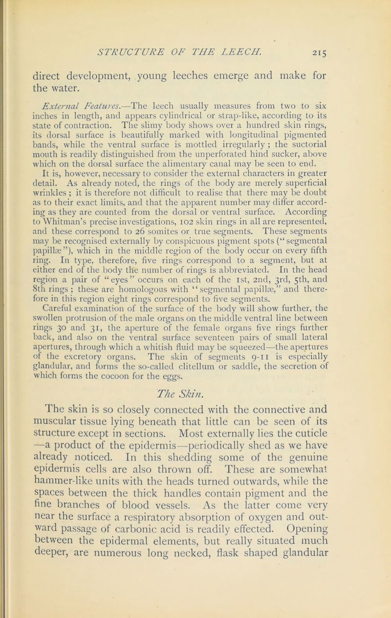 direct development, young leeches emerge and make for the water. External Features.—The leech usually measures from two to six inches in length, and appears cylindrical or strap-like, according to its state of contraction. The slimy body shows over a hundred skin rings, its dorsal surface is beautifully marked with longitudinal pigmented bands, while the ventral surface is mottled irregularly ; the suctorial mouth is readily distinguished from the unperforated hind sucker, above which on the dorsal surface the alimentary canal may be seen to end. It is, however, necessary to consider the external characters in greater detail. As already noted, the rings of the body are merely superficial wrinkles ; it is therefore not difficult to realise that there may be doubt as to their exact limits, and that the apparent number may differ accord- ing as they are counted from the dorsal or ventral surface. According to Whitman’s precise investigations, 102 skin rings in all are represented, and these correspond to 26 somites or true segments. These segments may be recognised externally by conspicuous pigment spots (“segmental papillae”), which in the middle region of the body occur on every fifth ring. In type, therefore, five rings correspond to a segment, but at either end of the body the number of rings is abbreviated. In the head region a pair of “eyes” occurs on each of the 1st, 2nd, 3rd, 5th, and 8th rings ; these are homologous with “segmental papillae,” and there- fore in this region eight rings correspond to five segments. Careful examination of the surface of the body will show further, the swollen protrusion of the male organs on the middle ventral line between rings 30 and 31, the aperture of the female organs five rings further back, and also on the ventral surface seventeen pairs of small lateral apertures, through which a whitish fluid may be squeezed—the apertures of the excretory organs. The skin of segments 9-11 is especially glandular, and forms the so-called clitellum or saddle, the secretion of which forms the cocoon for the eggs. The Skin. The skin is so closely connected with the connective and muscular tissue lying beneath that little can be seen of its structure except in sections. Most externally lies the cuticle —a product of the epidermis—periodically shed as we have already noticed. In this shedding some of the genuine epidermis cells are also thrown off. These are somewhat hammer-like units with the heads turned outwards, while the spaces between the thick handles contain pigment and the fine branches of blood vessels. As the latter come very near the surface a respiratory absorption of oxygen and out- ward passage of carbonic acid is readily effected. Opening between the epidermal elements, but really situated much deeper, are numerous long necked, flask shaped glandular