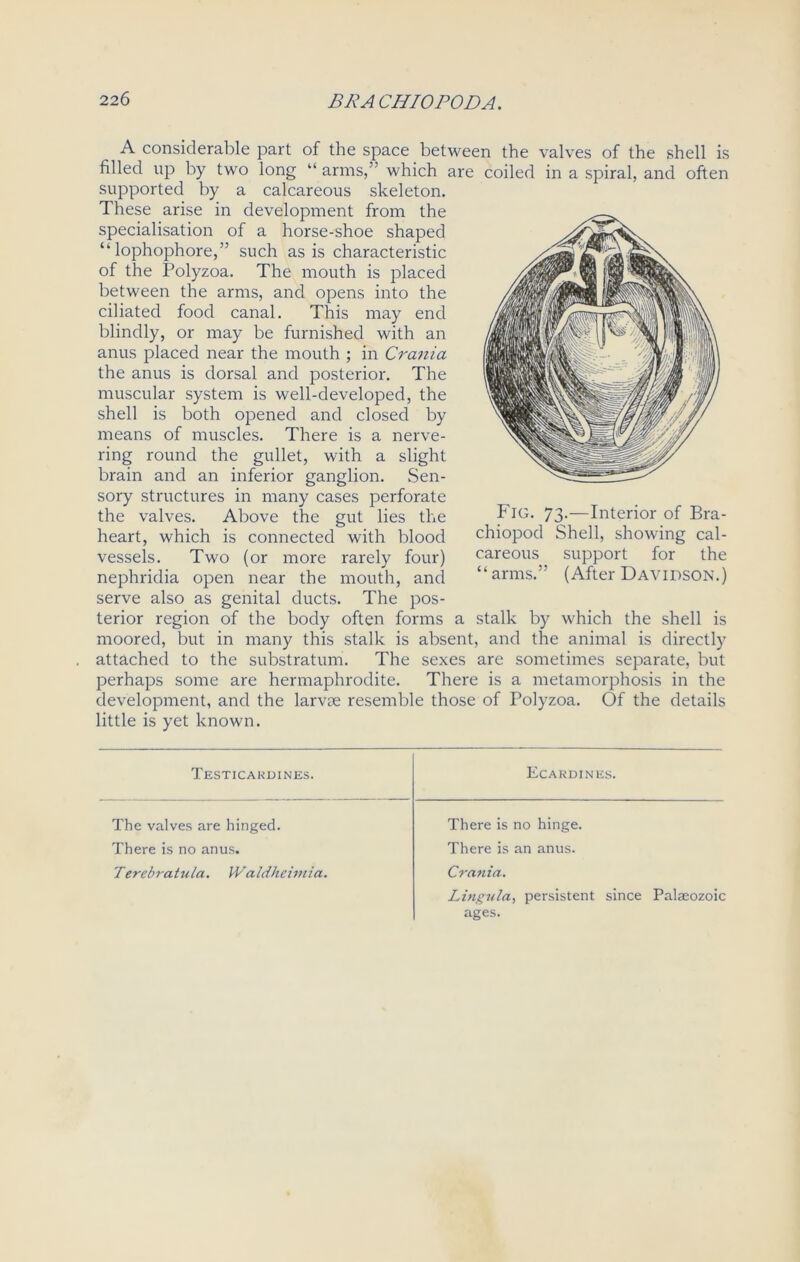 A considerable part of the space between the valves of the shell is filled np by two long “ arms,” which are coiled in a spiral, and often supported by a calcareous skeleton. These arise in development from the specialisation of a horse-shoe shaped “ lophophore,” such as is characteristic of the Polyzoa. The mouth is placed between the arms, and opens into the ciliated food canal. This may end blindly, or may be furnished with an anus placed near the mouth ; in Crania the anus is dorsal and posterior. The muscular system is well-developed, the shell is both opened and closed by means of muscles. There is a nerve- ring round the gullet, with a slight brain and an inferior ganglion. Sen- sory structures in many cases perforate the valves. Above the gut lies the heart, which is connected with blood vessels. Two (or more rarely four) nephridia open near the mouth, and serve also as genital ducts. The pos- terior region of the body often forms a stalk by which the shell is moored, but in many this stalk is absent, and the animal is directly attached to the substratum. The sexes are sometimes separate, but perhaps some are hermaphrodite. There is a metamorphosis in the development, and the larvae resemble those of Polyzoa. Of the details little is yet known. Fig. 73.—Interior of Bra- chiopod Shell, showing cal- careous support for the “arms.” (After Davidson.) Testicardines. Ecardines. The valves are hinged. There is no hinge. There is no anus. There is an anus. Tercbratula. Waldheimia. Crania. Lingula, persistent since Palaeozoic ages.