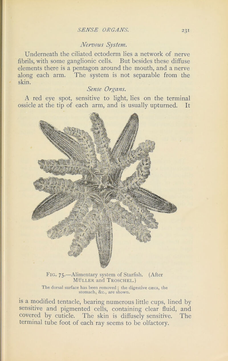 SENSE ORGANS. Nervous System. Underneath the ciliated ectoderm lies a network of nerve fibrils, with some ganglionic cells. But besides these diffuse elements there is a pentagon around the mouth, and a nerve along each arm. The system is not separable from the skin. Sense Organs. A red eye spot, sensitive to light, lies on the terminal ossicle at the tip of each arm, and is usually upturned. It Fig. 75.—Alimentary system of Starfish. (After Muller and Troschel.) The dorsal surface has been removed ; the digestive caeca, the stomach, &c., are shown. is a modified tentacle, bearing numerous little cups, lined by sensitive and pigmented cells, containing clear fluid, and covered by cuticle. The skin is diffusely sensitive. The terminal tube foot of each ray seems to be olfactory.