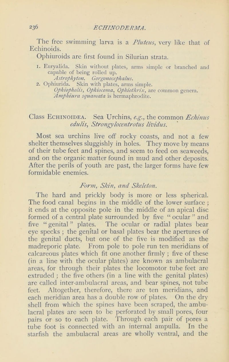 The free swimming larva is a Pluteus, very like that of Echinoids. Ophiuroids are first found in Silurian strata. 1. Euryalida. Skin without plates, arms simple or branched and capable of being rolled up. A strophyton. Gorgonoceph a/us. 2. Ophiurida. Skin with plates, arms simple. Op/nopholis, Ophiocoma, Ophiothrix, are common genera. Amphiura squamata is hermaphrodite. Class Echinoidea. Sea Urchins, e.g., the common Echinus edulis, Strongy locentrotus lividus. Most sea urchins live off rocky coasts, and not a few shelter themselves sluggishly in holes. They move by means of their tube feet and spines, and seem to feed on seaweeds, and on the organic matter found in mud and other deposits. After the perils of youth are past, the larger forms have few formidable enemies. Form, Skin, a?id Skeletofi. The hard and prickly body is more or less spherical. The food canal begins in the middle of the lower surface ; it ends at the opposite pole in the middle of an apical disc formed of a central plate surrounded by five “ ocular ” and five “ genital ” plates. The ocular or radial plates bear eye specks ; the genital or basal plates bear the apertures of the genital ducts, but one of the five is modified as the madreporic plate. From pole to pole run ten meridians of calcareous plates which fit one another firmly ; five of these (in a line with the ocular plates) are known as ambulacral areas, for through their plates the locomotor tube feet are extruded ; the five others (in a line with the genital plates) are called inter-ambulacral areas, and bear spines, not tube feet. Altogether, therefore, there are ten meridians, and each meridian area has a double row of plates. On the dry shell from which the spines have been scraped, the ambu- lacral plates are seen to be perforated by small pores, four pairs or so to each plate. Through each pair of pores a tube foot is connected with an internal ampulla. In the starfish the ambulacral areas are wholly ventral, and the