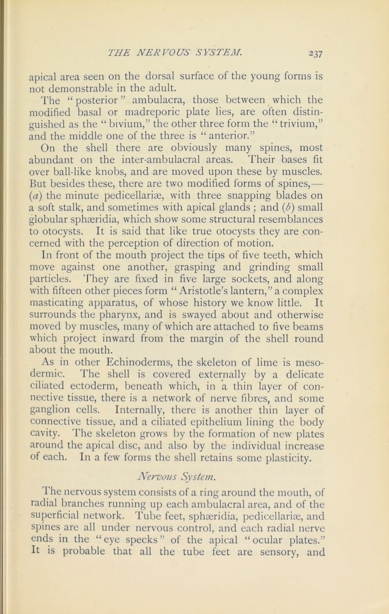 THE NER VO US SYSTEM. 2 37 apical area seen on the dorsal surface of the young forms is not demonstrable in the adult. The “ posterior ” ambulacra, those between which the modified basal or maclreporic plate lies, are often distin- guished as the “ bivium,” the other three form the “trivium,” and the middle one of the three is “ anterior.” On the shell there are obviously many spines, most abundant on the inter-ambulacral areas. Their bases fit over ball-like knobs, and are moved upon these by muscles. But besides these, there are two modified forms of spines,— (a) the minute pedicellariae, with three snapping blades on a soft stalk, and sometimes with apical glands ; and (b) small globular sphaeridia, which show some structural resemblances to otocysts. It is said that like true otocysts they are con- cerned with the perception of direction of motion. In front of the mouth project the tips of five teeth, which move against one another, grasping and grinding small particles. 'They are fixed in five large sockets, and along with fifteen other pieces form “ Aristotle’s lantern,” a complex masticating apparatus, of whose history we know little. It surrounds the pharynx, and is swayed about and otherwise moved by muscles, many of which are attached to five beams which project inward from the margin of the shell round about the mouth. As in other Echinoderms, the skeleton of lime is meso- dermic. The shell is covered externally by a delicate ciliated ectoderm, beneath which, in a thin layer of con- nective tissue, there is a network of nerve fibres, and some ganglion cells. Internally, there is another thin layer of connective tissue, and a ciliated epithelium lining the body cavity. The skeleton grows by the formation of new plates around the apical disc, and also by the individual increase of each. In a few forms the shell retains some plasticity. Nervous System. The nervous system consists of a ring around the mouth, of radial branches running up each ambulacral area, and of the superficial network. Tube feet, sphaeridia, pedicellariae, and spines are all under nervous control, and each radial nerve ends in the “ eye specks ” of the apical “ ocular plates.” It is probable that all the tube feet are sensory, and
