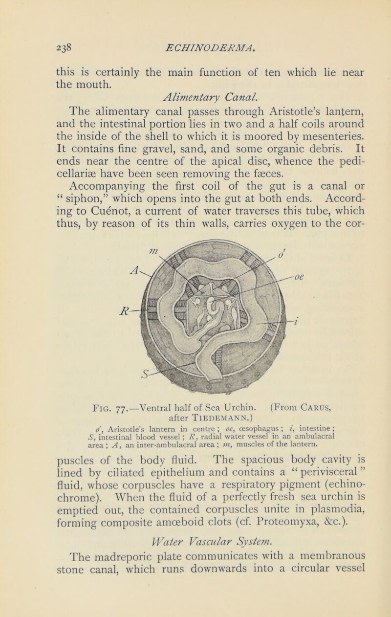 this is certainly the main function of ten which lie near the mouth. Alimentary Canal. The alimentary canal passes through Aristotle’s lantern, and the intestinal portion lies in two and a half coils around the inside of the shell to which it is moored by mesenteries. It contains fine gravel, sand, and some organic debris. It ends near the centre of the apical disc, whence the pedi- cellariae have been seen removing the faeces. Accompanying the first coil of the gut is a canal or “ siphon,” which opens into the gut at both ends. Accord- ing to Cuenot, a current of water traverses this tube, which thus, by reason of its thin walls, carries oxygen to the cor- P'lG. 77.—Ventral half of Sea Urchin. (From Carus, after TiEDEMANN.) o', Aristotle’s lantern in centre; oc, oesophagus; i, intestine; S, intestinal blood vessel; R, radial water vessel in an ambulacral area ; A, an inter-ambulacral area ; in, muscles of the lantern. puscles of the body fluid. The spacious body cavity is lined by ciliated epithelium and contains a “ perivisceral ” fluid, whose corpuscles have a respiratory pigment (echino- chrome). When the fluid of a perfectly fresh sea urchin is emptied out, the contained corpuscles unite in plasmodia, forming composite amoeboid clots (cf. Proteomyxa, &c.). Water Vascular System. The madreporic plate communicates with a membranous stone canal, which runs downwards into a circular vessel