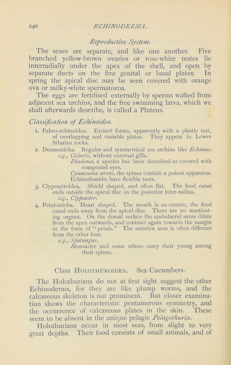 Reproductive System. The sexes are separate, and like one another. Five branched yellow-brown ovaries or rose-white testes lie interradially under the apex of the shell, and open by separate ducts on the five genital or basal plates. In spring the apical disc may be seen covered with orange ova or milky-white spermatozoa. The eggs are fertilised externally by sperms wafted from adjacent sea urchins, and the free swimming larva, which we shall afterwards describe, is called a Pluteus. Classification of Echinoidea. 1. Palmo-echinoidea. Extinct forms, apparently with a plastic test, of overlapping and variable plates. They appear in Lower Silurian rocks. 2. Desmosticha. Regular and symmetrical sea urchins like Echinus. e.g., Cidaris, without external gills. Diadema, a species has been described as covered with compound eyes. Cyanosoma urens, the spines contain a poison apparatus. Echinothurida: have flexible tests. 3. Clypeastroidea. Shield shaped, and often flat. The food canal ends outside the apical disc on the posterior inter-radius. e.g., Clypeaster. 4. Petalosticha. Heart shaped. The mouth is ex-centric, the food canal ends away from the apical disc. There are no masticat- ing organs. On the dorsal surface the ambulacral areas dilate from the apex outwards, anti contract again towards the margin in the form of “ petals.” The anterior area is often different from the other four. e.g., Spatangus. Hemiastcr and some others carry their young among their spines. Class Holothuroidea. Sea Cucumbers. The Holothurians do not at first sight suggest the other Echinoderms, for they are like plump worms, and the calcareous skeleton is not prominent. But closer examina- tion shows the characteristic pentamerous symmetry, and the occurrence of calcareous plates in the skin. These seem to be absent in the unique pelagic Pelagothuria. Holothurians occur in most seas, from slight to very great depths. Their food consists of small animals, and of