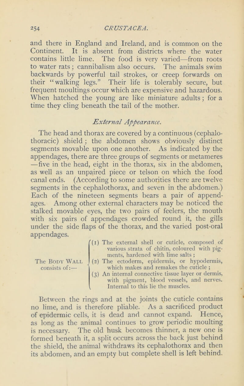 and there in England and Ireland, and is common on the Continent. It is absent from districts where the water contains little lime. The food is very varied—from roots to water rats; cannibalism also occurs. The animals swim backwards by powerful tail strokes, or creep forwards on their “walking legs.” Their life is tolerably secure, but frequent moultings occur which are expensive and hazardous. When hatched the young are like miniature adults; for a time they cling beneath the tail of the mother. External Appearance. The head and thorax are covered by a continuous (cephalo- thoracic) shield; the abdomen shows obviously distinct segments movable upon one another. As indicated by the appendages, there are three groups of segments or metameres —five in the head, eight in the thorax, six in the abdomen, as well as an unpaired piece or telson on which the food canal ends. (According to some authorities there are twelve segments in the cephalothorax, and seven in the abdomen.) Each of the nineteen segments bears a pair of append- ages. Among other external characters may be noticed the stalked movable eyes, the two pairs of feelers, the mouth with six pairs of appendages crowded round it, the gills under the side flaps of the thorax, and the varied post-oral appendages. The Body Wall consists of:— r(i) The external shell or cuticle, composed of various strata of chitin, coloured with pig- ments, hardened with lime salts ; (?) The ectoderm, epidermis, or hypodermis, which makes and remakes the cuticle ; (3) An internal connective tissue layer or dermis, with pigment, blood vessels, and nerves. . Internal to this lie the muscles. Between the rings and at the joints the cuticle contains no lime, and is therefore pliable. As a sacrificed product of epidermic cells, it is dead and cannot expand. Hence, as long as the animal continues to grow periodic moulting is necessary. The old husk becomes thinner, a new one is formed beneath it, a split occurs across the back just behind the shield, the animal withdraws its cephalothorax and then its abdomen, and an empty but complete shell is left behind.