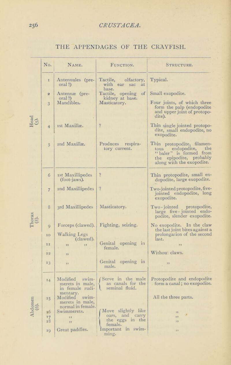 Abdomen Thorax THE APPENDAGES OF THE CRAYFISH. I Antennules (pre- oral ?) 2 Antennae (pre- oral ?) 3 Mandibles. 4 1st Maxillae. 5 2nd Maxillae. 6 1st Maxillipedes (foot-jaws). 7 2nd Maxillipedes 8 3rd Maxillipedes 9 Forceps (clawed). ; 10 Walking Legs (clawed). 11 n j) 12 jj 13 14 Modified swim- merets in male, in female rudi- mentary. 15 Modified swim- merets in male, normal in female. 16 Swimmerets. *7 >> l8 n T9 Great paddles. Tactile, olfactory, with ear sac at base. Tactile, opening of kidney at base. Masticatory. Produces respira- tory current. Masticatory. Fighting, seizing. Genital opening in female. Genital opening in male. (Serve in the male -J as canals for the ^ seminal fluid. Move slightly like oars, and carry the eggs in the female. Important in swim- ming. Typical. Small exopodite. Four joints, of which three form the palp (endopodite and upper joint of protopo- dite). Thin single jointed protopo- dite, small endopodite, no exopodite. Thin protopodite, filamen- tous endopodite, the “baler” is formed from the epipodite, probably along with the exopodite. Thin protopodite, small en- dopodite, large exopodite. Two-jointed protopodite, five- jointed endopodite, long exopodite. Two-jointed protopodite, large five - jointed endo- podite, slender exopodite. No exopodite. In the claw the last joint bites against a prolongation of the second last. Without claws. Protopodite and endopodite form a canal; no exopodite. All the three parts. J) J J