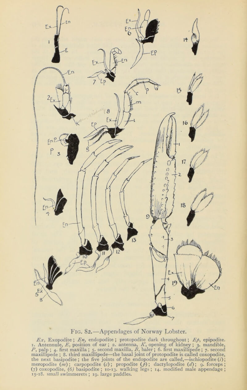 Fig. 82.—Appendages of Norway Lobster. Ex, Exopodite ; En, endopodite ; protopodite dark throughout; Ef>, epipodite. 1. Antennule, E, position of ear ; 2. antenna, K, opening of kidney; 3. mandible, P, palp ; 4. first maxilla ; 5. second maxilla, B, baler ; 6. first maxilhpede ; 7. second maxilhpede ; 8. third maxillipede—the basal joint of protopodite is called coxopodite, the next basipodite; the five joints of the endopodite are called,—ischiopodite (/); meropodite (in') ; carpopodite (c) ; propodite (/) ; dactylopodite (d); 9. forceps ; (7) coxopodite, (6) basipodite ; 10-13. walking legs ; 14. modified male appendage ;