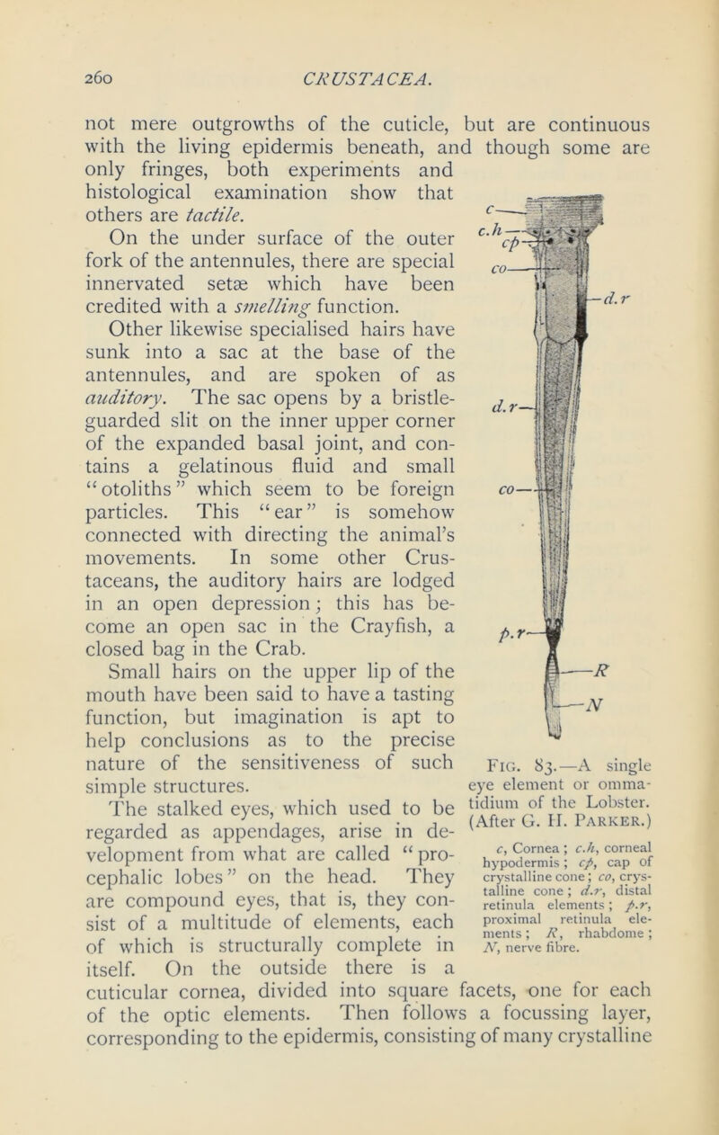 not mere outgrowths of the cuticle, but are continuous with the living epidermis beneath, and though some are only fringes, both experiments and histological examination show that others are tactile. On the under surface of the outer fork of the antennules, there are special innervated setae which have been credited with a smelling function. Other likewise specialised hairs have sunk into a sac at the base of the antennules, and are spoken of as auditory. The sac opens by a bristle- guarded slit on the inner upper corner of the expanded basal joint, and con- tains a gelatinous fluid and small “otoliths” which seem to be foreign particles. This “ ear ” is somehow connected with directing the animal’s movements. In some other Crus- taceans, the auditory hairs are lodged in an open depression; this has be- come an open sac in the Crayfish, a closed bag in the Crab. Small hairs on the upper lip of the mouth have been said to have a tasting function, but imagination is apt to help conclusions as to the precise nature of the sensitiveness of such simple structures Fig. 83.—A single eye element or omnia- The stalked eyes, which used to be tidium of the Lobster, regarded as appendages, arise in de- v velopment from what are called “ pro- cephalic lobes” on the head. They are compound eyes, that is, they con- sist of a multitude of elements, each of which is structurally complete in itself. On the outside there is a cuticular cornea, divided into square facets, one for each of the optic elements. Then follows a focussing layer, corresponding to the epidermis, consisting of many crystalline c, Cornea ; c.h, corneal hypodermis; cp, cap of crystalline cone; co, crys- talline cone ; d.r, distal retinula elements; p.r, proximal retinula ele- ments ; A’, rhabdome; N, nerve fibre.