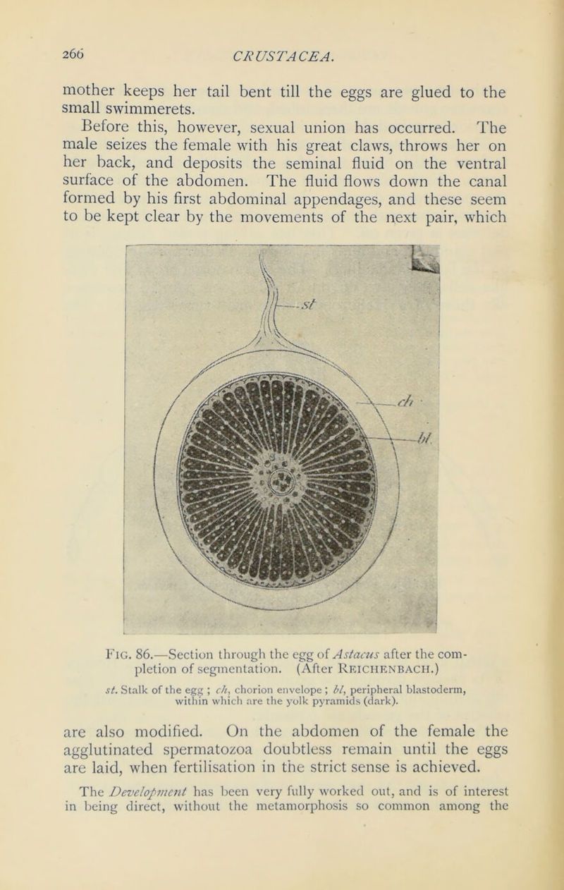 mother keeps her tail bent till the eggs are glued to the small swimmerets. Before this, however, sexual union has occurred. The male seizes the female with his great claws, throws her on her back, and deposits the seminal fluid on the ventral surface of the abdomen. The fluid flows down the canal formed by his first abdominal appendages, and these seem to be kept clear by the movements of the next pair, which Fig. 86.—Section through the egg oiAstacus after the com- pletion of segmentation. (After Reichenbach.) st. Stalk of the egg ; ch, chorion envelope ; bl, peripheral blastoderm, within which are the yolk pyramids (dark). are also modified. On the abdomen of the female the agglutinated spermatozoa doubtless remain until the eggs are laid, when fertilisation in the strict sense is achieved. The Development has been very fully worked out, and is of interest in being direct, without the metamorphosis so common among the