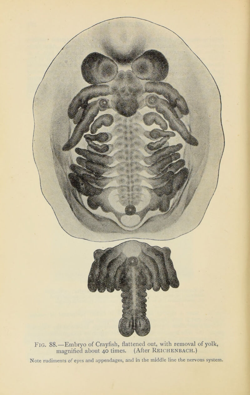 Fig. 88.—Embryo of Crayfish, flattened out, with removal of yolk, magnified about 40 times. (After REICHENBACH.) Note rudiments of eyes and appendages, and in the middle line the nervous system.