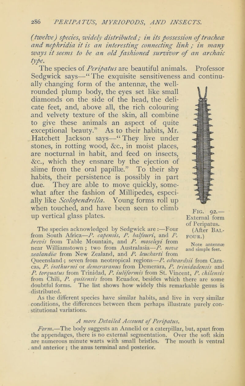 (twelve) species, widely distributed; i?i its possessiou of tracheae and nephridia it is an interesting connecting link ; i?i many ways it see?ns to be an old fashioned survivor of a?i archaic type. The species of Peripatus are beautiful animals. Professor Sedgwick says—“The exquisite sensitiveness and continu- ally changing form of the antennae, the well- rounded plump body, the eyes set like small diamonds on the side of the head, the deli- cate feet, and, above all, the rich colouring and velvety texture of the skin, all combine to give these animals an aspect of quite exceptional beauty.” As to their habits, Mr. Hatchett Jackson says—“ They live under stones, in rotting wood, &c., in moist places, are nocturnal in habit, and feed on insects, &c., which they ensnare by the ejection of slime from the oral papillae.” To their shy habits, their persistence is possibly in part due. They are able to move quickly, some- what after the fashion of Millipedes, especi- ally like Scolopendrella. Young forms roll up when touched, and have been seen to climb up vertical glass plates. External *form of Peripatus. The species acknowledged by Sedgwick are :—Four (After Bal- from South Africa—P. capcnsis, P. balfouri, and P. four.) brevis from Table Mountain, and P. moseleyi from ... „ 7 Qfp antennae near Williamstown ; two from Australasia—P. nova ancj s;mp]e feet. zealandia from New Zealand, and P. leuckarti from Queensland ; seven from neotropical regions—P. edwardsii from Cara- cas, P. imthurvii or deineraranus from Demerara, P. trhiidadensis and P. torquatus from Trinidad, P. iuliformis from St. Vincent, P. chilensis from Chili, P. quitensis from Ecuador, besides which there are some doubtful forms. The list shows how widely this remarkable genus is distributed. As the different species have similar habits, and live in very similar conditions, the differences between them perhaps illustrate purely con- stitutional variations. A more Detailed Account of Peripatus. Form.—The body suggests an Annelid or a caterpillar, but, apart from the appendages, there is no external segmentation. Over the soft skin are numerous minute warts with small bristles. The mouth is ventral . and anterior ; the anus terminal and posterior.