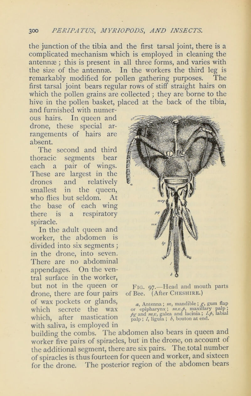 the junction of the tibia and the first tarsal joint, there is a complicated mechanism which is employed in cleaning the antennas; this is present in all three forms, and varies with the size of the antennae. In the workers the third leg is remarkably modified for pollen gathering purposes. The first tarsal joint bears regular rows of stiff straight hairs on which the pollen grains are collected ; they are borne to the hive in the pollen basket, placed at the back of the tibia, and furnished with numer- ous hairs. In queen and drone, these special ar- rangements of hairs are absent. The second and third thoracic segments bear each a pair of wings. These are largest in the drones and relatively smallest in the queen, who flies but seldom. At the base of each wing there is a respiratory spiracle. In the adult queen and worker, the abdomen is divided into six segments ; in the drone, into seven. There are no abdominal appendages. On the ven- tral surface in the worker, but not in the queen or drone, there are four pairs of wax pockets or glands, which secrete the wax which, after mastication with saliva, is employed in building the combs. The abdomen also bears in queen and worker five pairs of spiracles, but in the drone, on account of the additional segment, there are six pairs. The.total number of spiracles is thus fourteen for queen and worker, and sixteen for the drone. The posterior region of the abdomen bears Fig. 97.—Head and mouth parts of Bee. (After Cheshire.) Antenna; m, mandible; g, gum flap or epipharynx; mx.fi, maxillary palp ; fig and mx, galea and Iacinia ; l.fi, labial palp; /, ligula ; b, bouton at end.