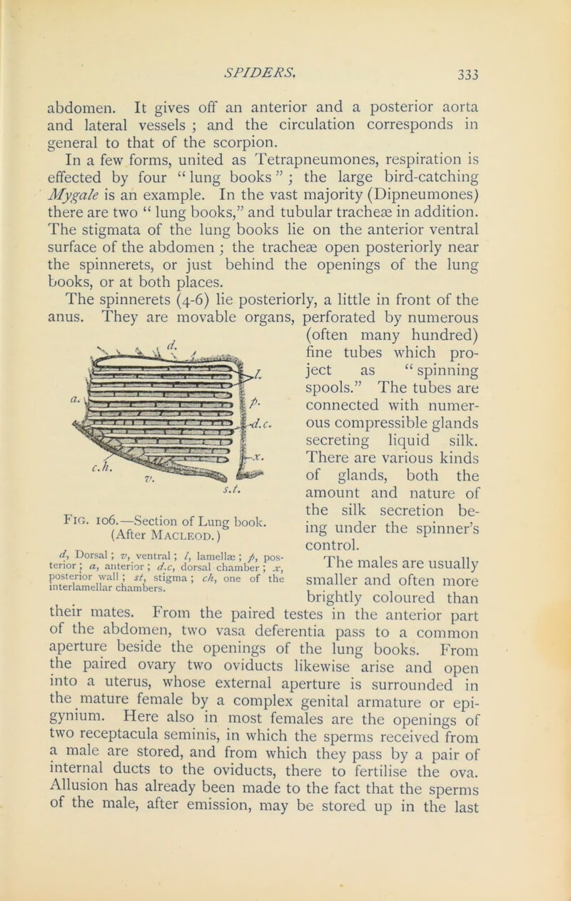 abdomen. It gives off an anterior and a posterior aorta and lateral vessels ; and the circulation corresponds in general to that of the scorpion. In a few forms, united as Tetrapneumones, respiration is effected by four “ lung books ” ; the large bird-catching Mygale is an example. In the vast majority (Dipneumones) there are two “ lung books,” and tubular tracheae in addition. The stigmata of the lung books lie on the anterior ventral surface of the abdomen ; the tracheae open posteriorly near the spinnerets, or just behind the openings of the lung- books, or at both places. The spinnerets (4-6) lie posteriorly, a little in front of the anus. They are movable organs, perforated by numerous (often many hundred) fine tubes which pro- ject as “ spinning spools.” The tubes are connected with numer- ous compressible glands secreting liquid silk. There are various kinds of glands, both the amount and nature of the silk secretion be- ing under the spinner’s control. The males are usually smaller and often more brightly coloured than their mates. From the paired testes in the anterior part of the abdomen, two vasa deferentia pass to a common aperture beside the openings of the lung books. From the paired ovary two oviducts likewise arise and open into a uterus, whose external aperture is surrounded in the mature female by a complex genital armature or epi- gynium. Here also in most females are the openings of two receptacula seminis, in which the sperms received from a male are stored, and from which they pass by a pair of internal ducts to the oviducts, there to fertilise the ova. Allusion has already been made to the fact that the sperms of the male, after emission, may be stored up in the last s.t. Fig. 106.—Section of Lung book. (After Macleod.) d, Dorsal; z>, ventral; /, lamellae; p, pos- terior; a, anterior; d.c, dorsal chamber; x, posterior wall ; st, stigma; ch, one of the interlamellar chambers.