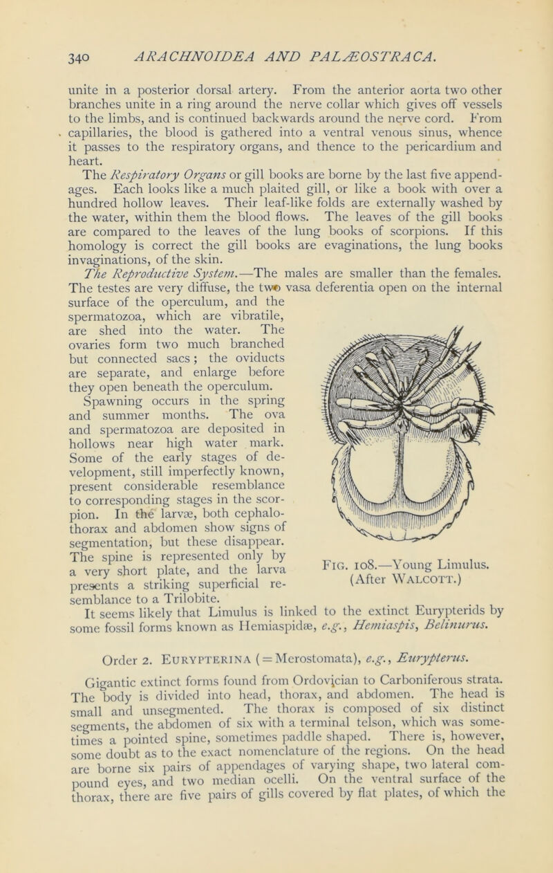 unite in a posterior dorsal artery. From the anterior aorta two other branches unite in a ring around the nerve collar which gives off vessels to the limbs, and is continued backwards around the nerve cord. From capillaries, the blood is gathered into a ventral venous sinus, whence it passes to the respiratory organs, and thence to the pericardium and heart. The Respiratory Organs or gill books are borne by the last five append- ages. Each looks like a much plaited gill, or like a book with over a hundred hollow leaves. Their leaf-like folds are externally washed by the water, within them the blood flows. The leaves of the gill books are compared to the leaves of the lung books of scorpions. If this homology is correct the gill books are evaginations, the lung books invaginations, of the skin. The Reproductive System.—The males are smaller than the females. The testes are very diffuse, the tw© vasa deferentia open on the internal surface of the operculum, and the spermatozoa, which are vibratile, are shed into the water. The ovaries form two much branched but connected sacs; the oviducts are separate, and enlarge before they open beneath the operculum. Spawning occurs in the spring and summer months. The ova and spermatozoa are deposited in hollows near high water mark. Some of the early stages of de- velopment, still imperfectly known, present considerable resemblance to corresponding stages in the scor- pion. In the larvae, both cephalo- thorax and abdomen show signs of segmentation, but these disappear. The spine is represented only by a very short plate, and the larva presents a striking superficial re- semblance to a Trilobite. It seems likely that Limulus is linked to the extinct Eurypterids by some fossil forms known as Hemiaspidse, e.g., Hemiaspis, Belinurus. Fig. 108.—Young Limulus. (After Walcott.) Order 2. Eurypterina (= Merostomata), e.g., Eurypterus. Gigantic extinct forms found from Ordovician to Carboniferous strata. The body is divided into head, thorax, and abdomen. The head is small and unsegmented. The thorax is composed of six distinct segments, the abdomen of six with a terminal telson, which was some- times a pointed spine, sometimes paddle shaped. There is, however, some doubt as to the exact nomenclature of the regions. On the head are borne six pairs of appendages of varying shape, two lateral com- pound eyes, and two median ocelli. On the ventral surface of the thorax, there are five pairs of gills covered by flat plates, of which the