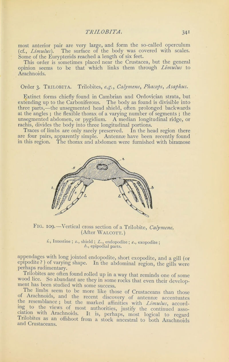 most anterior pair are very large, and form the so-called operculum (cf., Limulus). The surface of the body was covered with scales. Some of the Eurypterids reached a length of six feet. This order is sometimes placed near the Crustacea, but the general opinion seems to be that which links them through Limulus to Arachnoids. Order 3. Trilobita. Trilobites, e.g., Calymene, Phacops, Asaphus. Extinct forms chiefly found in Cambrian and Ordovician strata, but extending up to the Carboniferous. The body as found is divisible into three parts,—the unsegmented head shield, often prolonged backwards at the angles ; the flexible thorax of a varying number of segments ; the unsegmented abdomen, or pygidium. A median longitudinal ridge, or rachis, divides the body into three longitudinal portions. Traces of limbs are only rarely preserved. In the head region there are four pairs, apparently simple. Antennae have been recently found in this region. The thorax and abdomen were furnished with biramose Fig. 109. Vertical cross section of a Trilobite, Calymene. (After Walcott.) i., Intestine ; s., shield ; L., endopodite ; e., exopodite ; b., epipodial parts. appendages with long jointed endopodite, short exopodite, and a gill (or epipodite ? ) of varying shape. In the abdominal region, the gills were perhaps rudimentary. Trilobites are often found rolled up in a way that reminds one of some wood lice. So abundant are they in some rocks that even their develop- ment has been studied with some success. The limbs seem to be more like those of Crustaceans than those ot Arachnoids, and the recent discovery of antennm accentuates t e resemblance ; but the marked affinities with Limulus, accord- ing to the views of most authorities, justify the continued asso- aation with Arachnoids. It is, perhaps, most logical to regard Irilomtes as an offshoot from a stock ancestral to both Arachnoids and Crustaceans.