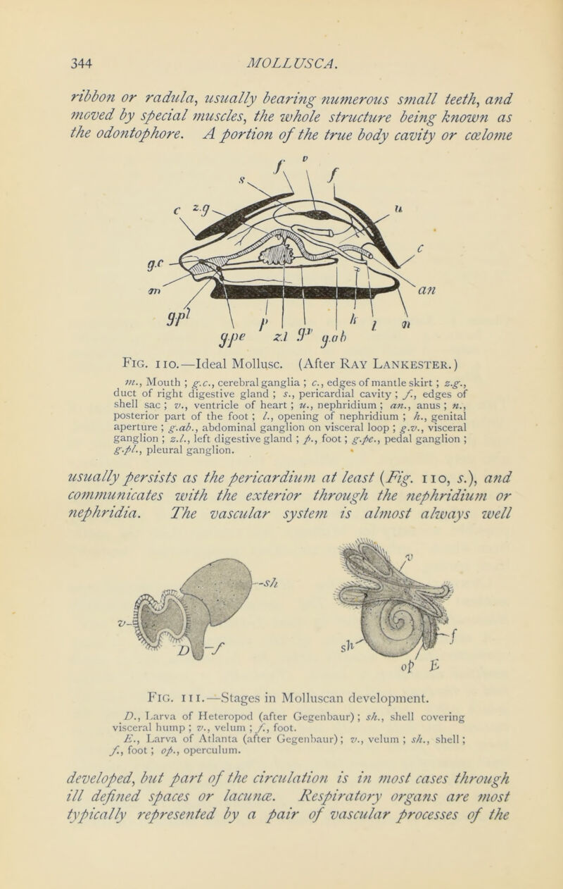 ribbon or radnla, usually bearing numerous small teeth, and moved by special muscles, the whole structure being known as the odontophore. A portion of the true body cavity or coelome Fig. iio.—Ideal Mollusc. (After Ray Lankester. ) in., Mouth ; g.c., cerebral ganglia ; c., edges of mantle skirt ; z.g., duct of right digestive gland ; s., pericardial cavity ; /., edges of shell sac; v., ventricle of heart ; u., nephridium; an., anus; n., posterior part of the foot ; opening of nephridium ; h., genital aperture ; g.ab., abdominal ganglion on visceral loop ; g.v., visceral ganglion ; z.l., left digestive gland ; foot; g.pe., pedal ganglion ; g-fit-i pleural ganglion. usually persists as the pericardium at least (Fig. no, s.), and communicates with the exterior through the nephridium or nephridia. The vascular system is almost always well Fig. iii.—Stages in Molluscan development. D. , Larva of Heteropod (after Gegenbaur); s/i., shell covering visceral hump ; v., velum ; /., foot. E. , Larva of Atlanta (after Gegenbaur); v., velum; sh., shell; /., foot; op., operculum. developed, but part of the circulation is in most cases through ill defined spaces or lacunae. Respiratory organs are most typically represented by a pair of vascular processes of the