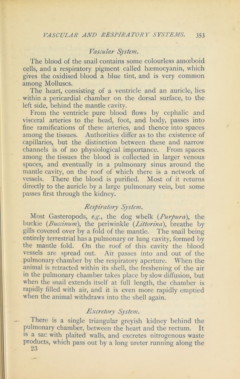 Vascular System. The blood of the snail contains some colourless amceboid cells, and a respiratory pigment called hsemocyanin, which gives the oxidised blood a blue tint, and is very common among Molluscs. The heart, consisting of a ventricle and an auricle, lies within a pericardial chamber on the dorsal surface, to the left side, behind the mantle cavity. From the ventricle pure blood flows by cephalic and visceral arteries to the head, foot, and body, passes into fine ramifications of these arteries, and thence into spaces among the tissues. Authorities differ as to the existence of capillaries, but the distinction between these and narrow channels is of no physiological importance. From spaces among the tissues the blood is collected in larger venous spaces, and eventually in a pulmonary sinus around the mantle cavity, on the roof of which there is a network of vessels. There the blood is purified. Most of it returns directly to the auricle by a large pulmonary vein, but some passes first through the kidney. Respiratory System. Most Gasteropods, e.g., the dog whelk (Purpura), the buckie (Buccinum), the periwinkle (Littorina), breathe by gills covered over by a fold of the mantle. The snail being entirely terrestrial has a pulmonary or lung cavity, formed by the mantle fold. On the roof of this cavity the blood vessels are spread out. Air passes into and out of the pulmonary chamber by the respiratory aperture. When the animal is retracted within its shell, the freshening of the air in the pulmonary chamber takes place by slow diffusion, but when the snail extends itself at full length, the chamber is rapidly filled with air, and it is even more rapidly emptied when the animal withdraws into the shell again. Excretory System. There is a single triangular greyish kidney behind the pulmonary chamber, between the heart and the rectum. It is a sac with plaited walls, and excretes nitrogenous waste products, which pass out by a long ureter running along the