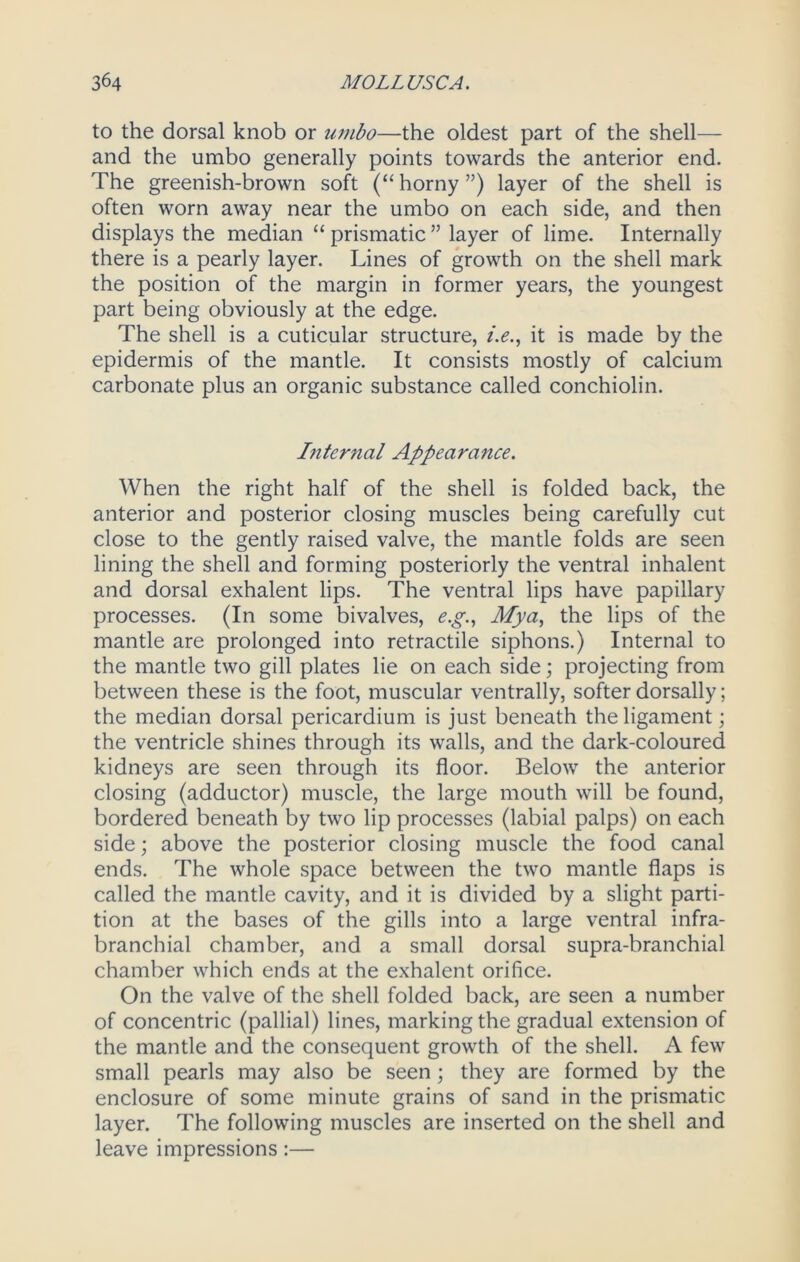 to the dorsal knob or umbo—the oldest part of the shell— and the umbo generally points towards the anterior end. The greenish-brown soft (“horny”) layer of the shell is often worn away near the umbo on each side, and then displays the median “ prismatic ” layer of lime. Internally there is a pearly layer. Lines of growth on the shell mark the position of the margin in former years, the youngest part being obviously at the edge. The shell is a cuticular structure, i.e., it is made by the epidermis of the mantle. It consists mostly of calcium carbonate plus an organic substance called conchiolin. Internal Appearance. When the right half of the shell is folded back, the anterior and posterior closing muscles being carefully cut close to the gently raised valve, the mantle folds are seen lining the shell and forming posteriorly the ventral inhalent and dorsal exhalent lips. The ventral lips have papillary processes. (In some bivalves, e.g., Mya, the lips of the mantle are prolonged into retractile siphons.) Internal to the mantle two gill plates lie on each side; projecting from between these is the foot, muscular ventrally, softer dorsally; the median dorsal pericardium is just beneath the ligament; the ventricle shines through its walls, and the dark-coloured kidneys are seen through its floor. Below the anterior closing (adductor) muscle, the large mouth will be found, bordered beneath by two lip processes (labial palps) on each side; above the posterior closing muscle the food canal ends. The whole space between the two mantle flaps is called the mantle cavity, and it is divided by a slight parti- tion at the bases of the gills into a large ventral infra- branchial chamber, and a small dorsal supra-branchial chamber which ends at the exhalent orifice. On the valve of the shell folded back, are seen a number of concentric (pallial) lines, marking the gradual extension of the mantle and the consequent growth of the shell. A few small pearls may also be seen ; they are formed by the enclosure of some minute grains of sand in the prismatic layer. The following muscles are inserted on the shell and leave impressions:—