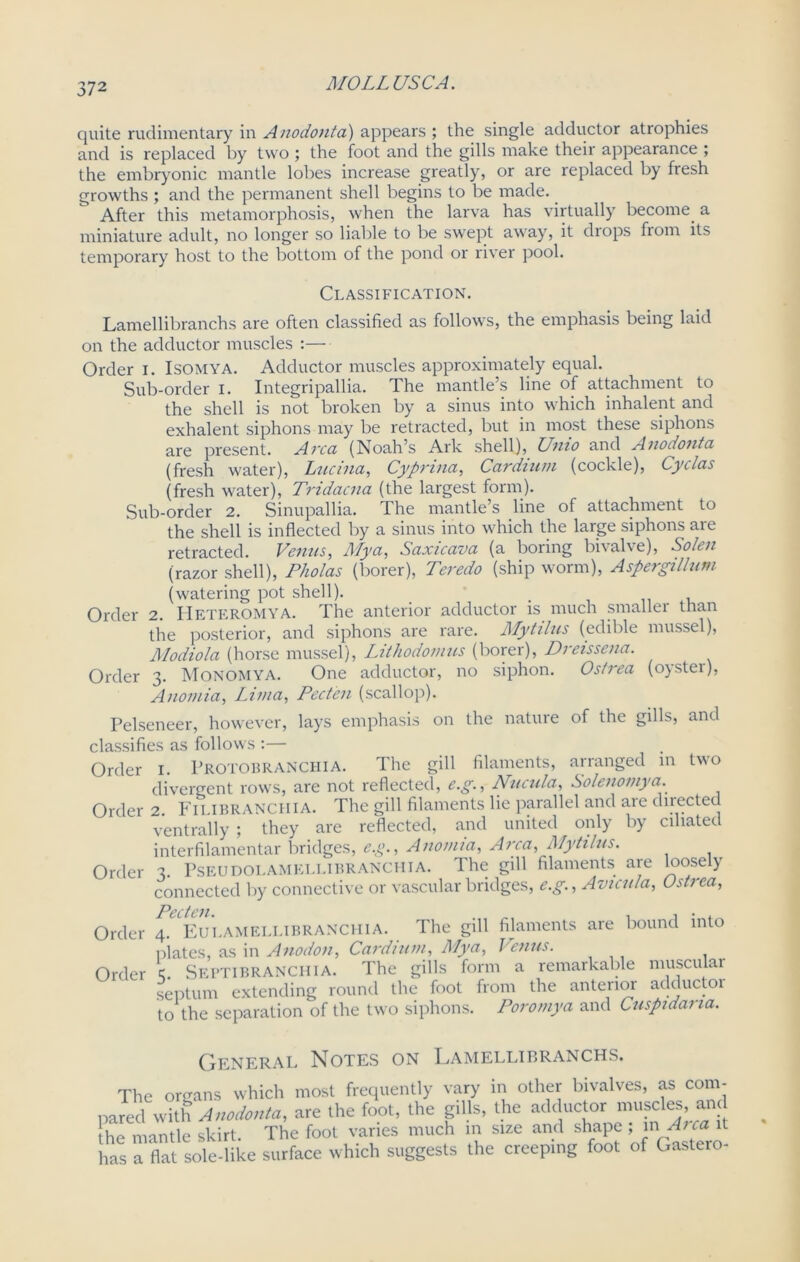 37 2 quite rudimentary in Anodonta) appears ; the single adductor atrophies and is replaced by two ; the foot and the gills make their appearance ; the embryonic mantle lobes increase greatly, or are replaced by fresh growths ; and the permanent shell begins to be made. After this metamorphosis, when the larva has virtually become, a miniature adult, no longer so liable to be swept away, it drops from its temporary host to the bottom of the pond or river pool. Classification. Lamellibranchs are often classified as follows, the emphasis being laid on the adductor muscles :— Order I. Isomya. Adductor muscles approximately equal. Sub-order I. Integripallia. The mantle’s line of attachment to the shell is not broken by a sinus into which inhalent and exhalent siphons may be retracted, but in most these siphons are present. Area (Noah’s Ark shell), Unto and Anodonta (fresh water), Lucina, Cyprina, Cardium (cockle), Cyclas (fresh water), Tridacna (the largest form). Sub-order 2. Sinupallia. The mantle’s line of attachment to the shell is inflected by a sinus into which the large siphons are retracted. Venus, My a, Saxicava (a boxing bivalve), Solen (razor shell), Pholas (borer), Teredo (ship worm), Aspergillum (watering pot shell). Order 2. IIeteromya. The anterior adductor is much smaller than the posterior, and siphons are rare. Mytilus (edible mussel), Modiola (horse mussel), Lithodomus (borer), Dreissena. Order 3. Monomya. One adductor, no siphon. Ostrea (oystei), Anomia, Lima, Pecten (scallop). Pelseneer, however, lays emphasis on the nature of the gills, and classifies as follows :— Order 1. Protobranciiia. The gill filaments, arranged in two divergent rows, are not reflected, e.g., Nucula, Solenomya. Order 2. FiLIBRANCHlA. The gill filaments lie parallel and are directed ventrally ; they are reflected, and united only by ciliated interfilamentar bridges, e.g., Anomia, Area, Mytilus. Order 3. PSEUDOLAMELLIBRANCHIA. The gill filaments are loosely connected by connective or vascular bridges, e.g., Avtcula, Ostrea, PcctCH. • Order 4. Eui.AMELLIBRANCHIA. The gill filaments are bound into plates, as in Anodon, Cardium, Mya, Venus. Order Sertibranchia. The gills form a remarkable musculai septum extending round the foot from the anterior adductor to the separation of the two siphons. Poromya and Cuspidana. General Notes on Lamellibranchs. The organs which most frequently vary in other bivalves, as com- pared with Amdonta, are the foot, the gills, the adductor muscles, and lie mantle skirt The foot varies much in size and shape ; m Arm it has 'a flat sole-like surface which suggests the creeping foot of Gastero-