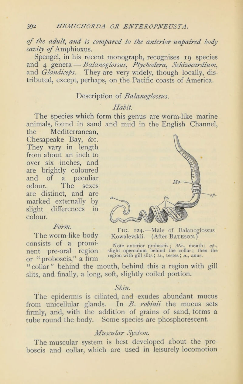 of the adult, and is compared to the anterior unpaired body cavity of Amphioxus. Spengel, in his recent monograph, recognises 19 species and 4 genera — Balanoglossus, Ptychodera, Schizocardium, and Glajidicefs. They are very widely, though locally, dis- tributed, except, perhaps, on the Pacific coasts of America. Description of Bala?ioglossus. Habit. The species which form this genus are worm-like marine animals, found in sand and mud in the English Channel, the Mediterranean, Chesapeake Bay, &c. They vary in length from about an inch to over six inches, and are brightly coloured and of a peculiar odour. The sexes are distinct, and are marked externally by slight differences in colour. Fig. 124.- Kowalevskii. -Male of Balanoglossus (After Bateson.) Form. The worm-like body consists of a promi- nent pre-oral region or “ proboscis,” a firm “collar” behind the mouth, behind this a region with gill slits, and finally, a long, soft, slightly coiled portion. Note anterior proboscis; Mo., mouth; c/., slight operculum behind the collar; then the region with gill slits ; ts., testes ; a., anus. Shin. The epidermis is ciliated, and exudes abundant mucus from unicellular glands. In B. robinii the mucus sets firmly, and, with the addition of grains of sand, forms a tube round the body. Some species are phosphorescent. Muscular System. The muscular system is best developed about the pro- boscis and collar, which are used in leisurely locomotion